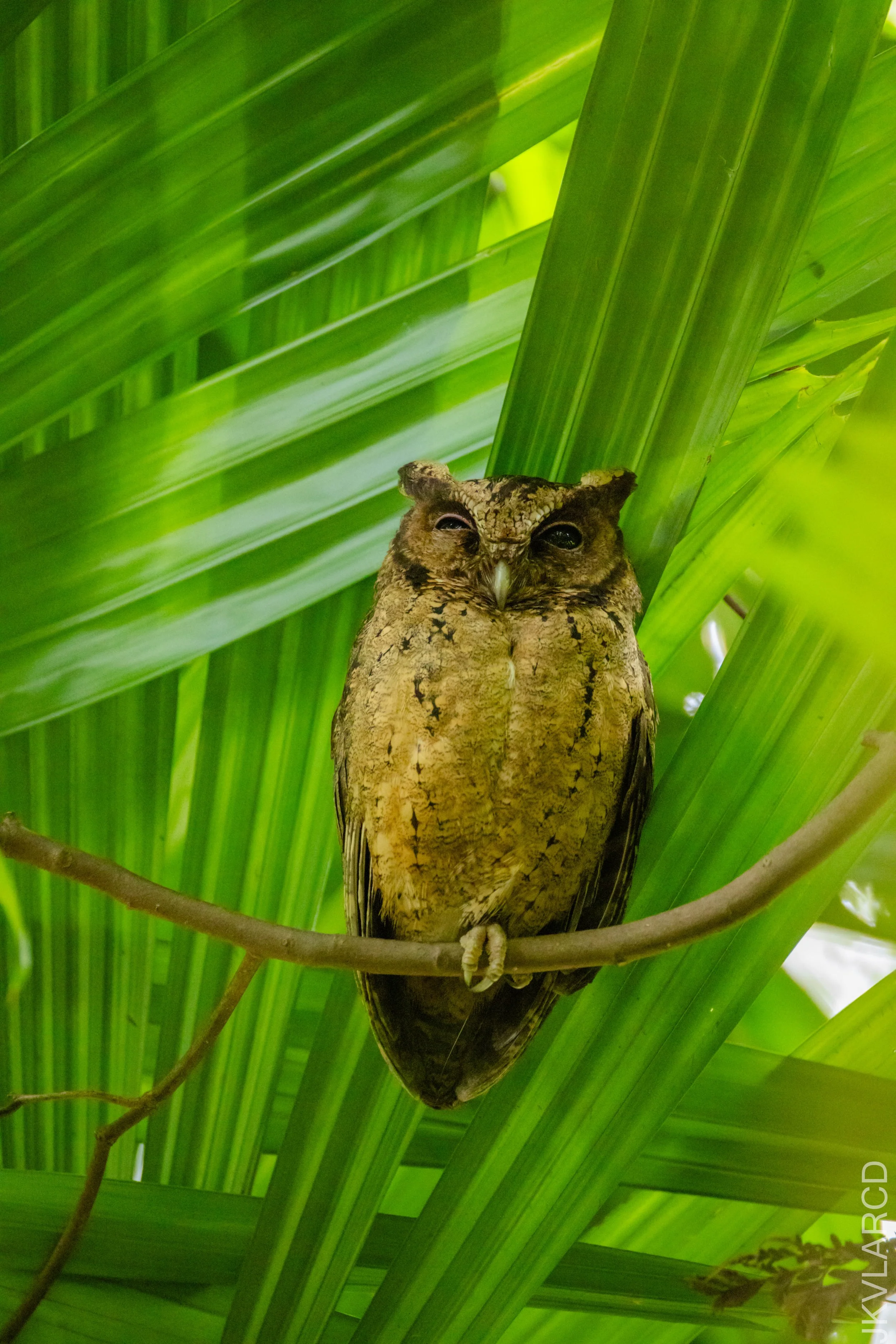 EOS R5_2026_02_21_0102.jpg