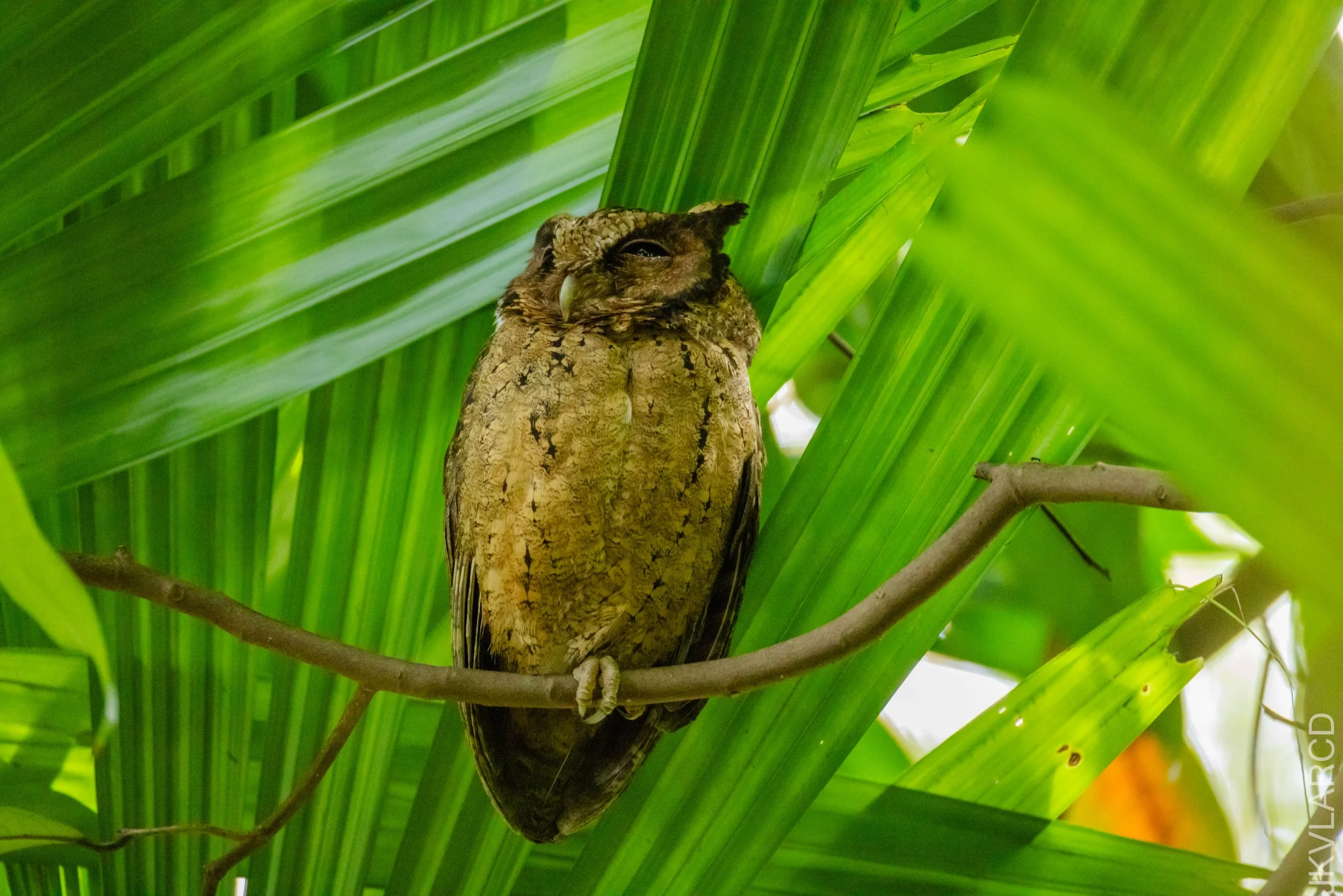 EOS R5_2026_02_21_0109.jpg