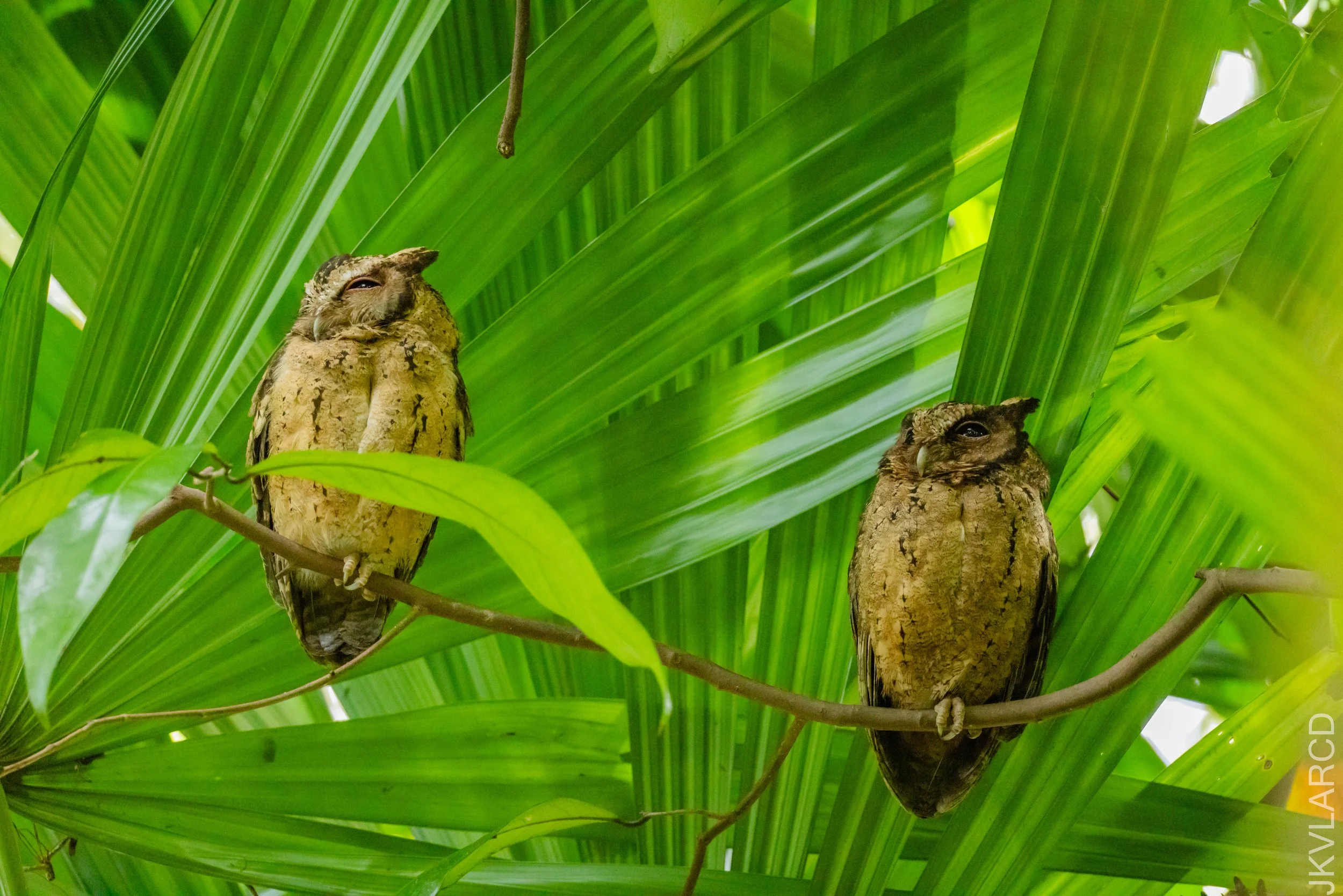 EOS R5_2026_02_21_0114.jpg