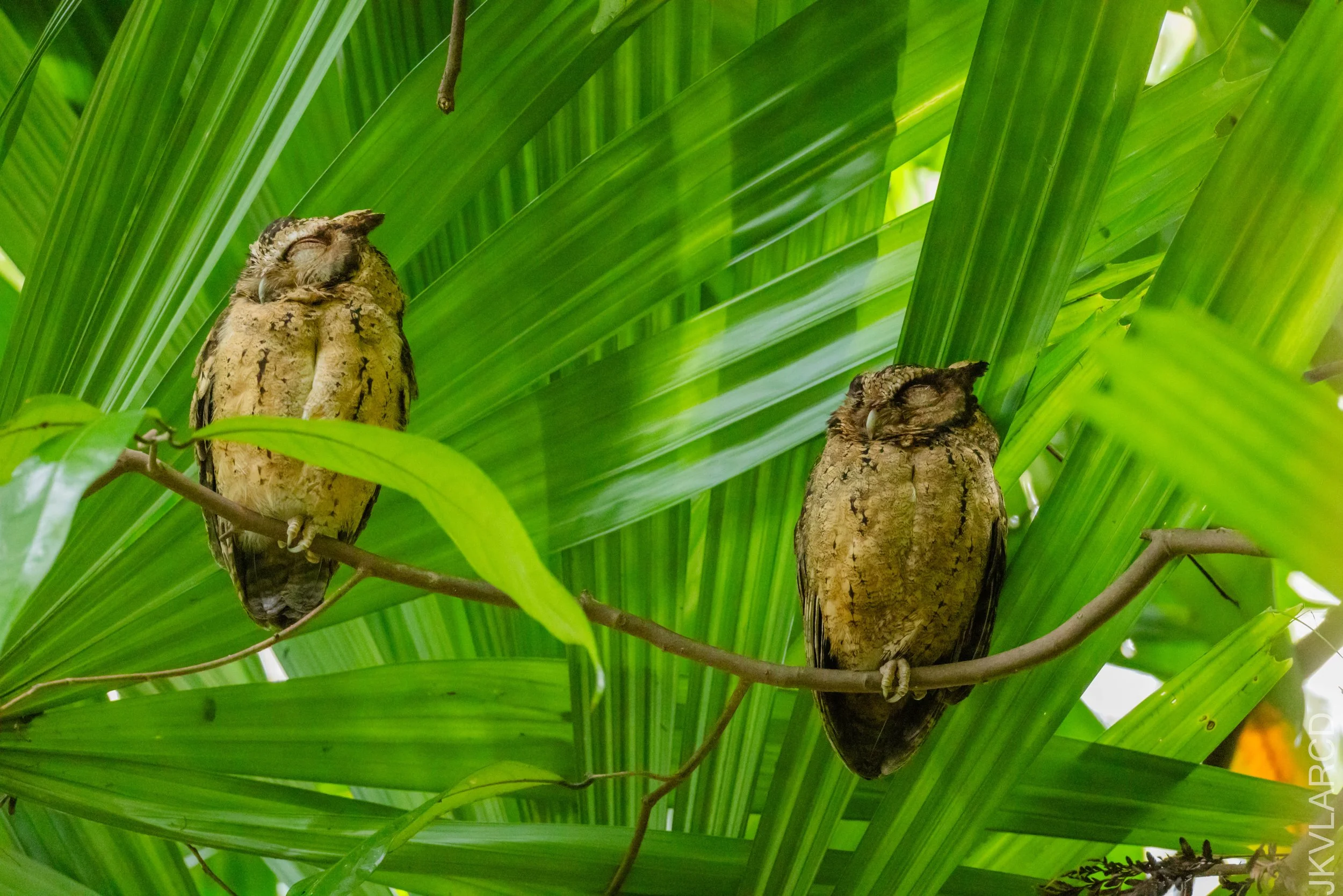 EOS R5_2026_02_21_0130.jpg