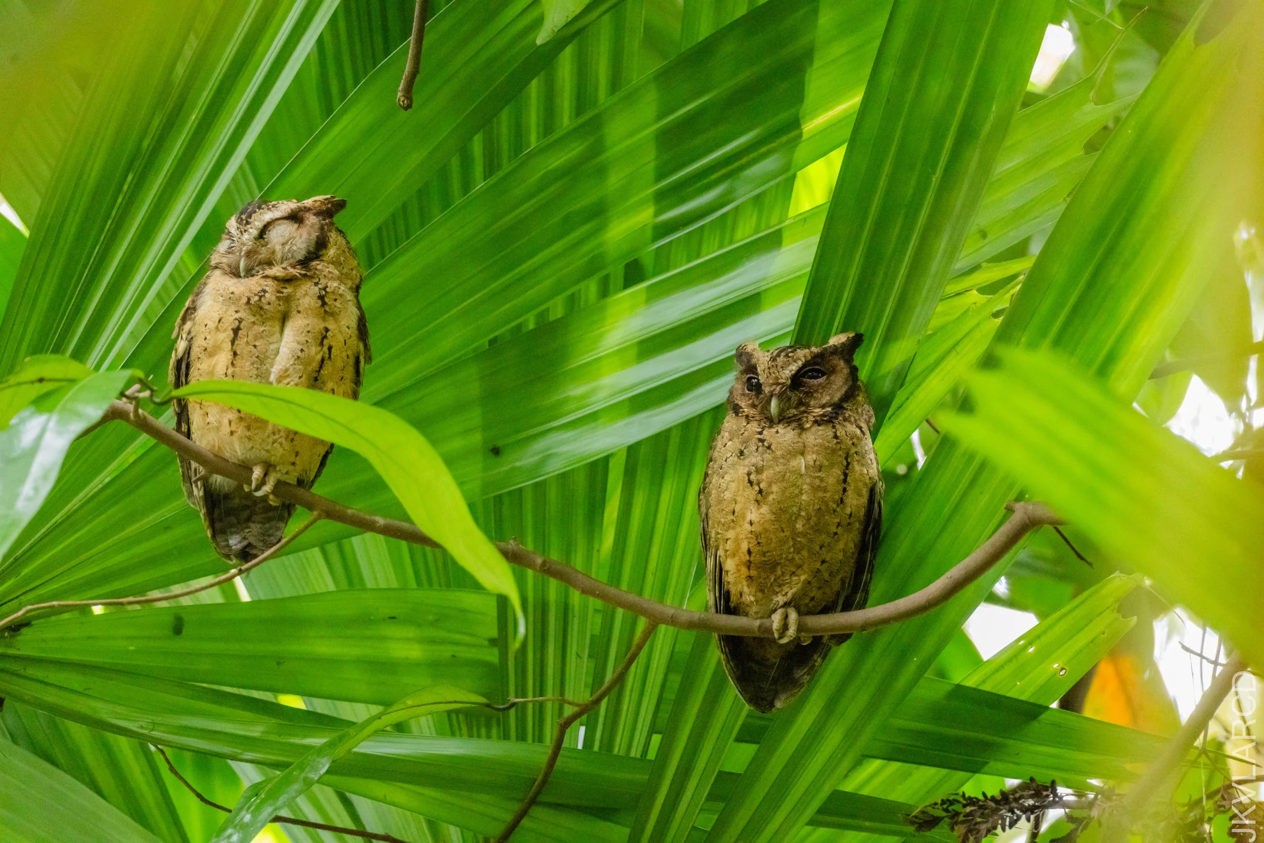 EOS R5_2026_02_21_0164.jpg