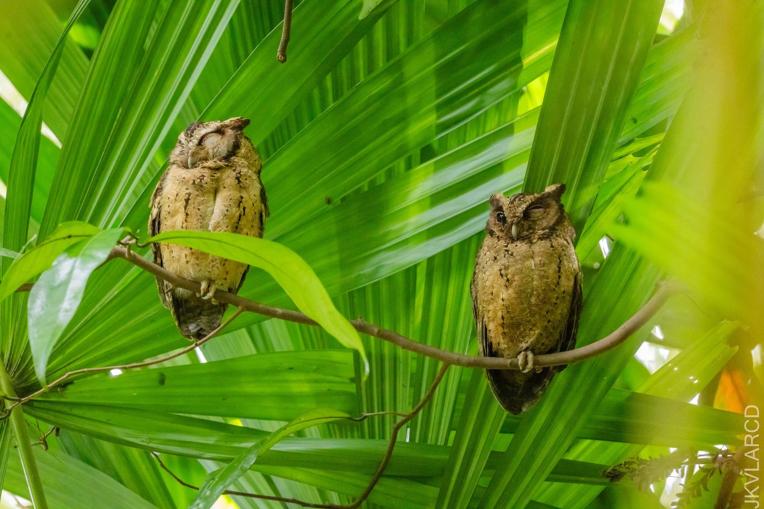 EOS R5_2026_02_21_0199.jpg