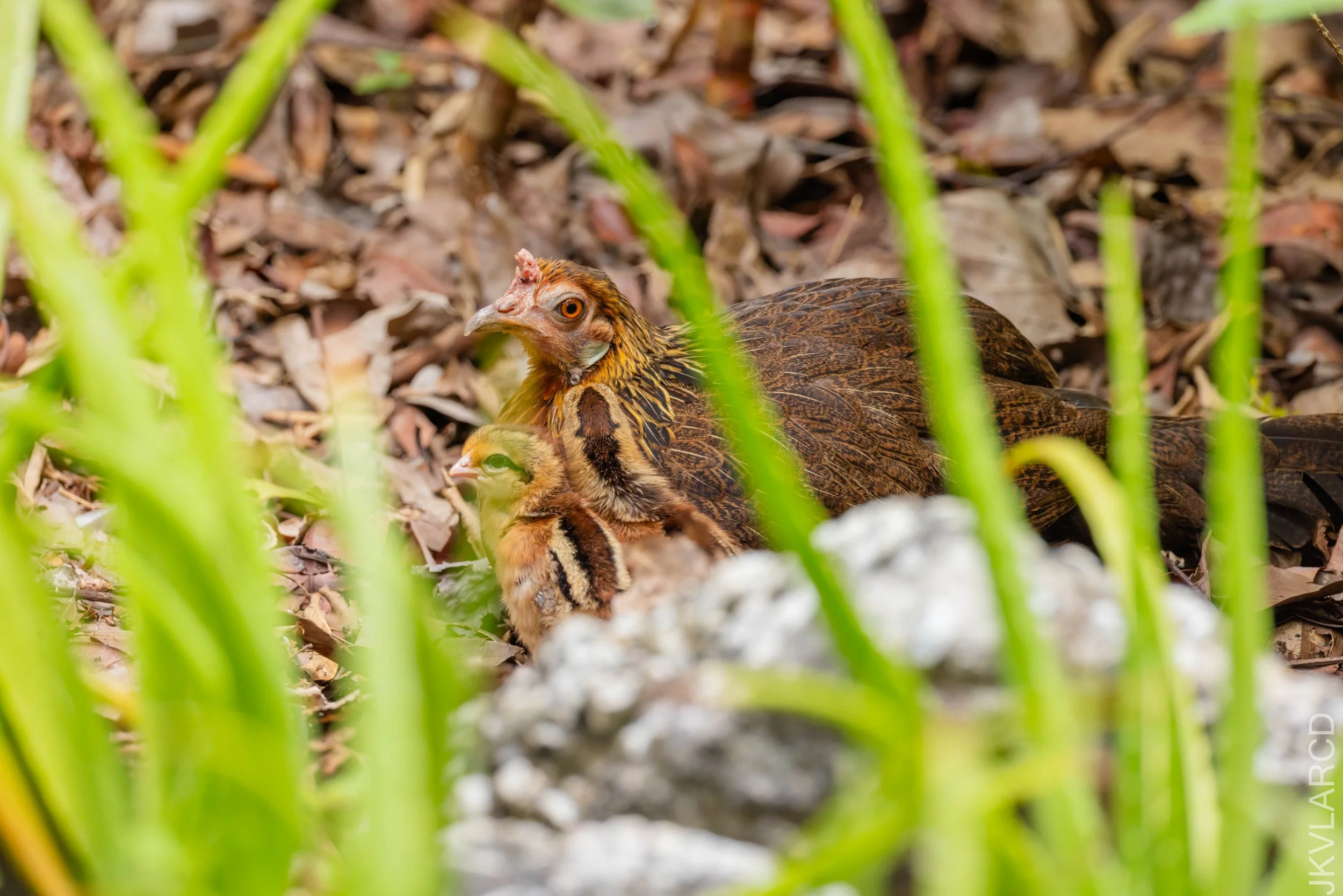 EOS R5_2026_02_21_0295.jpg