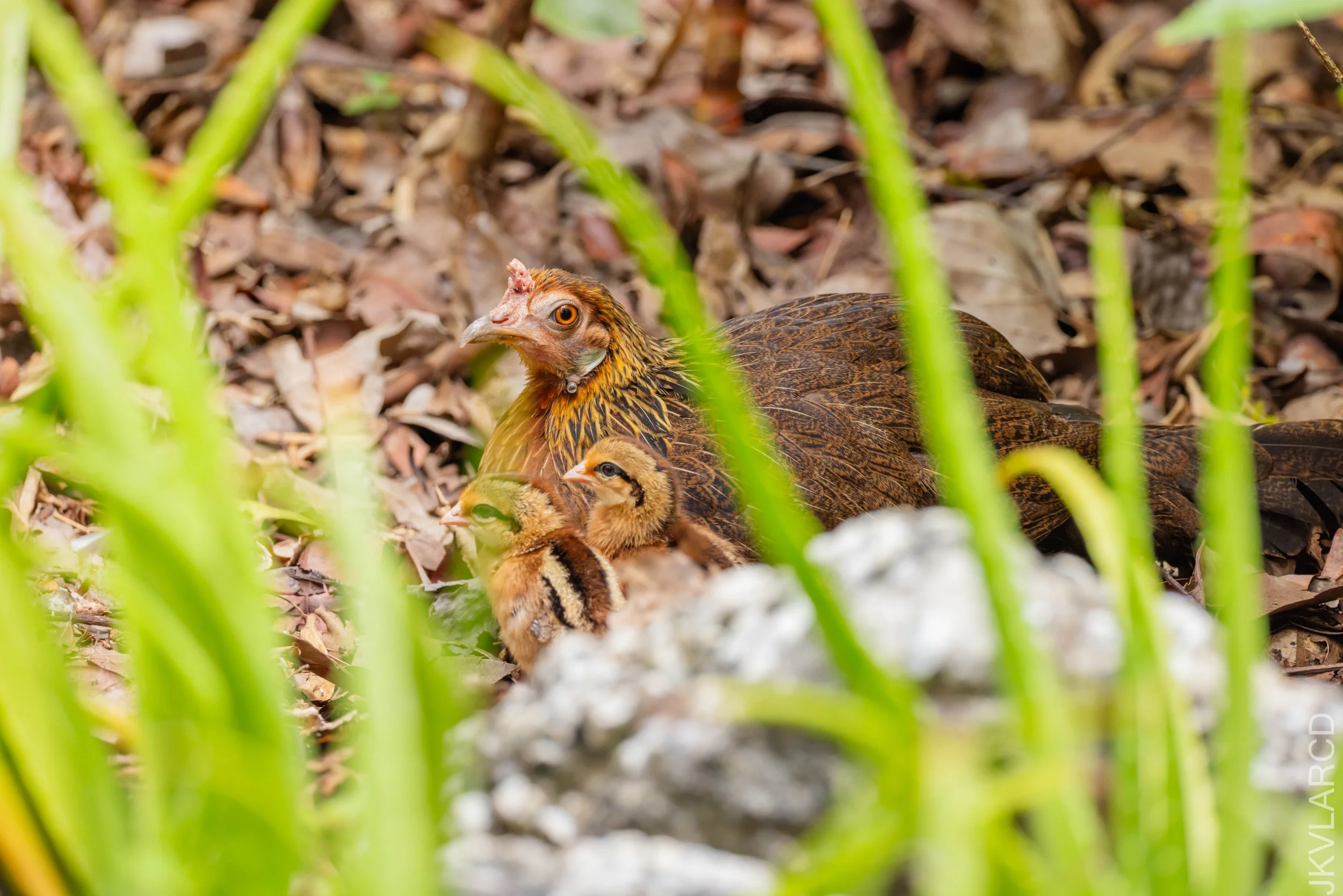 EOS R5_2026_02_21_0309.jpg