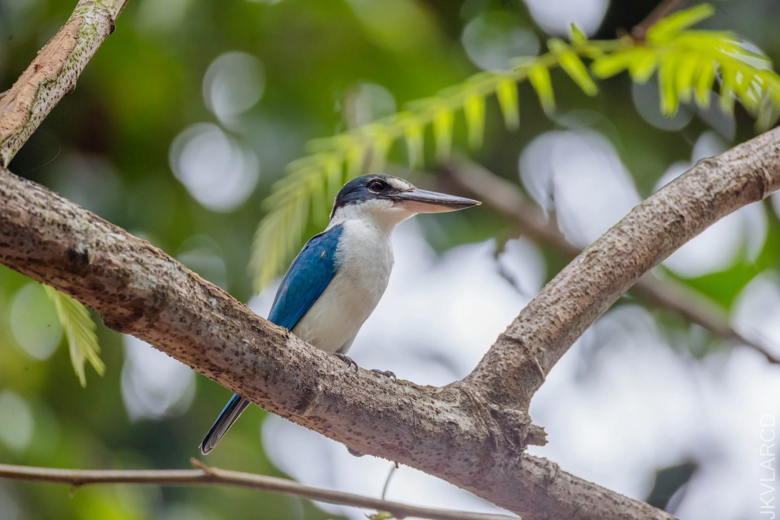 EOS R5_2026_02_21_0324.jpg