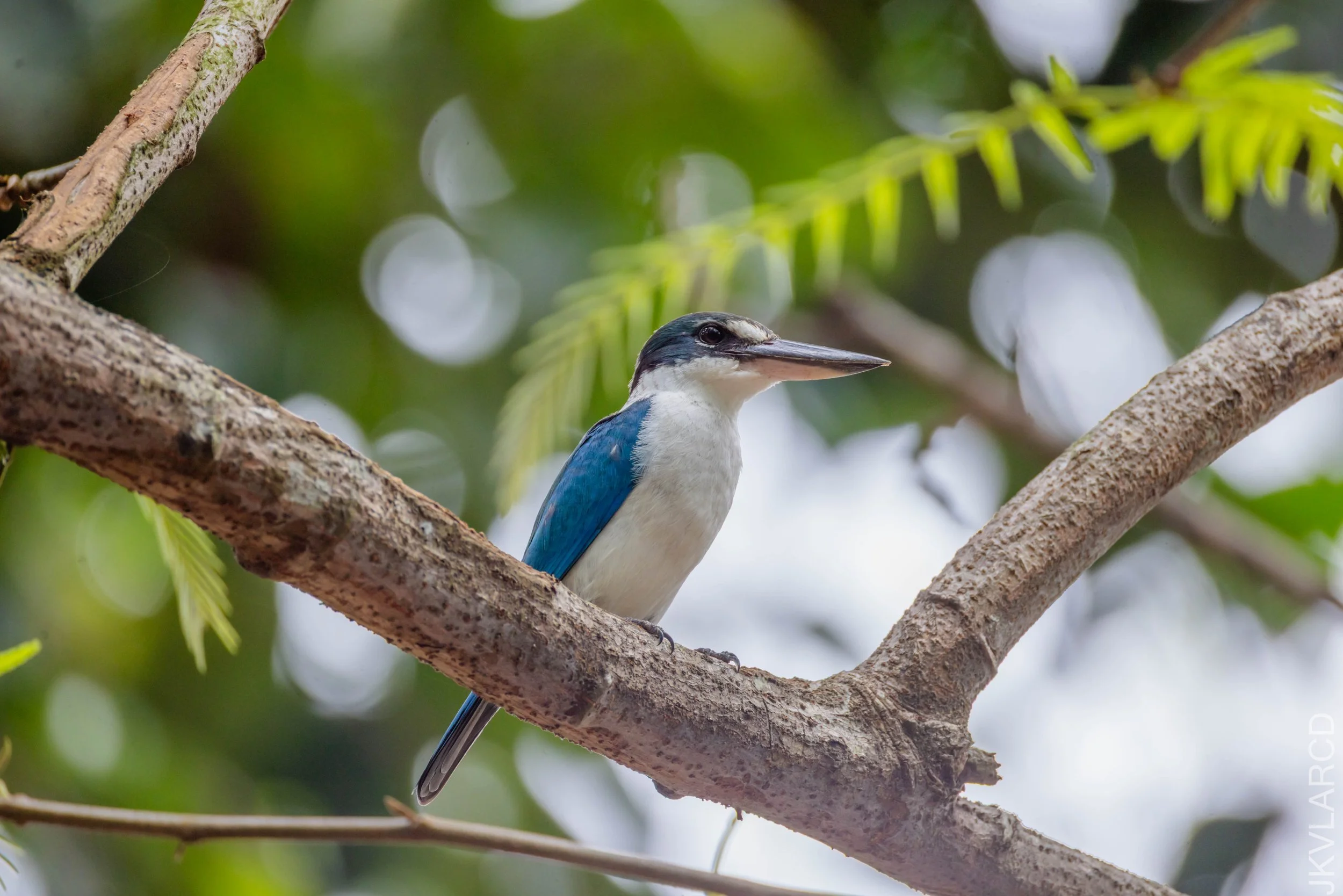 EOS R5_2026_02_21_0332.jpg