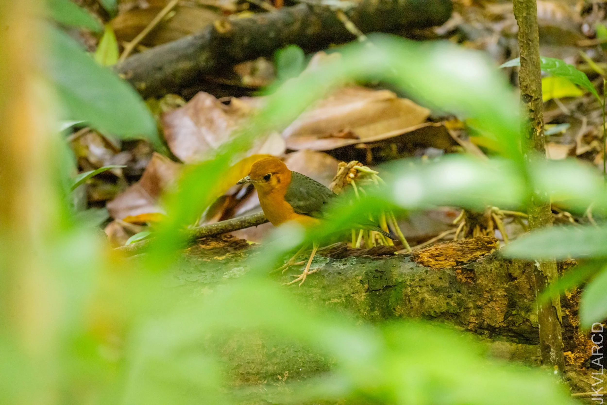 EOS R5_2026_02_21_0384.jpg