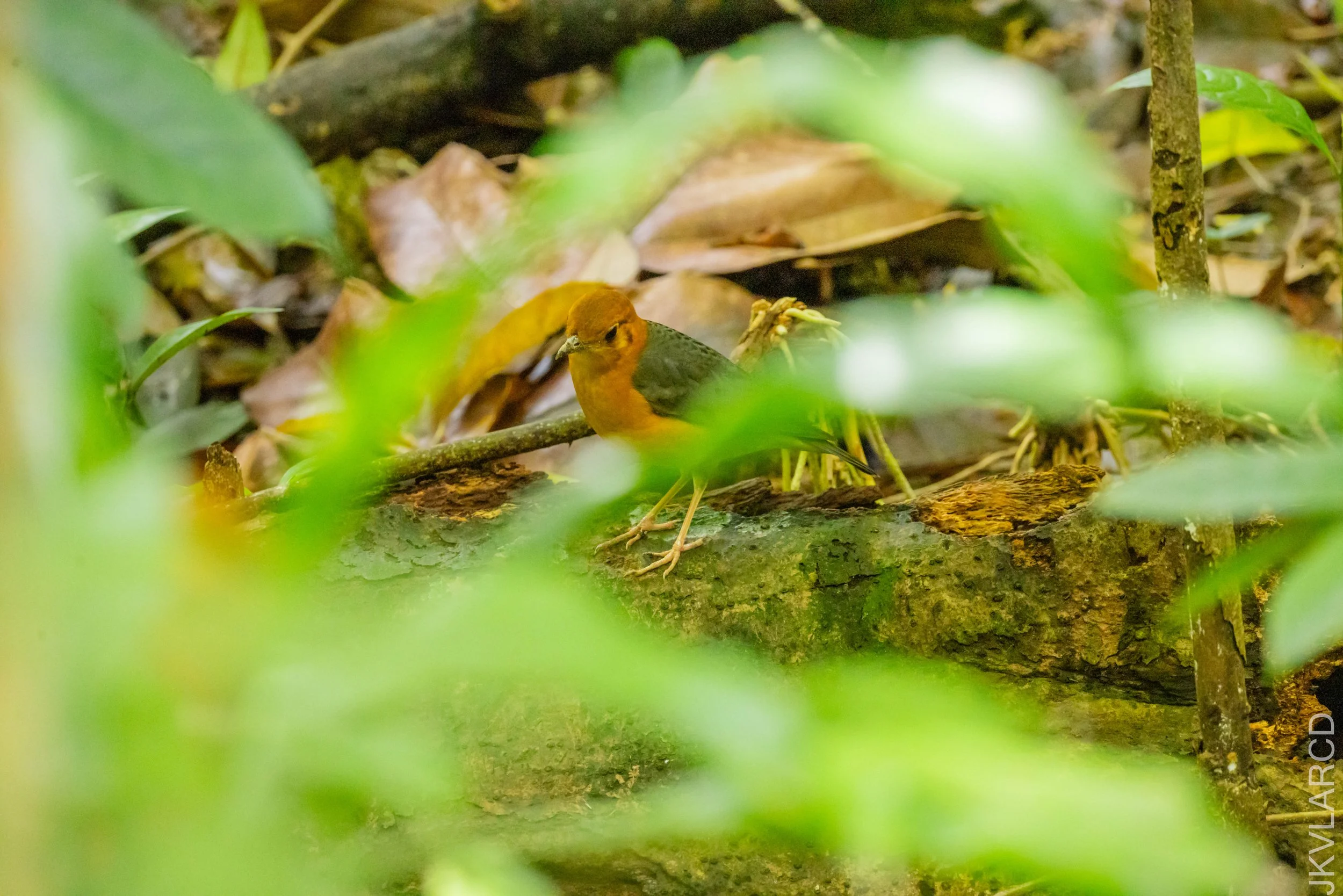 EOS R5_2026_02_21_0394.jpg