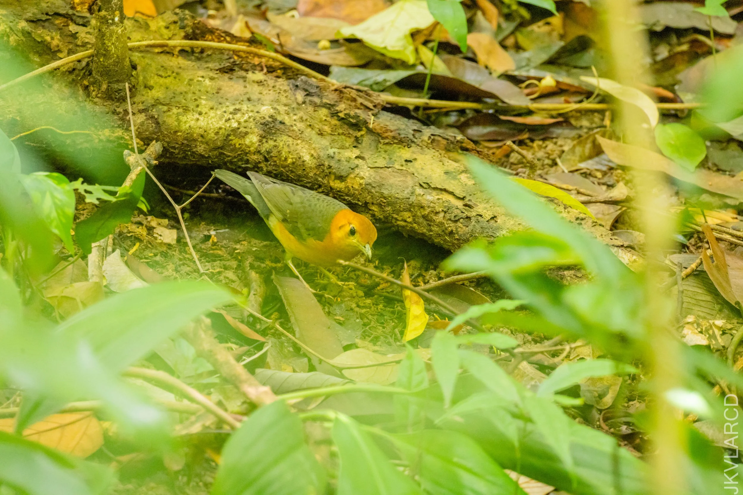 EOS R5_2026_02_21_0406.jpg