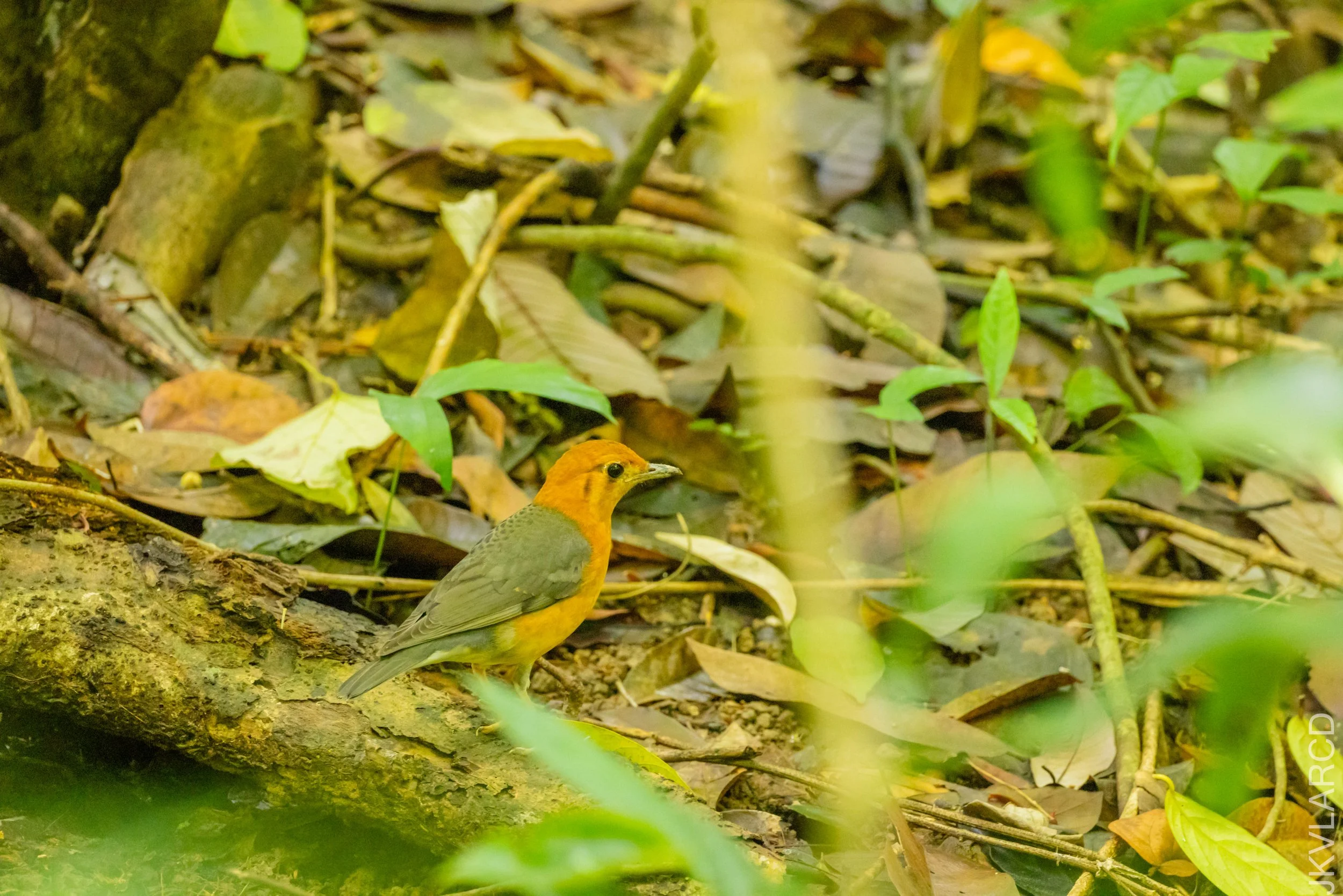 EOS R5_2026_02_21_0410.jpg