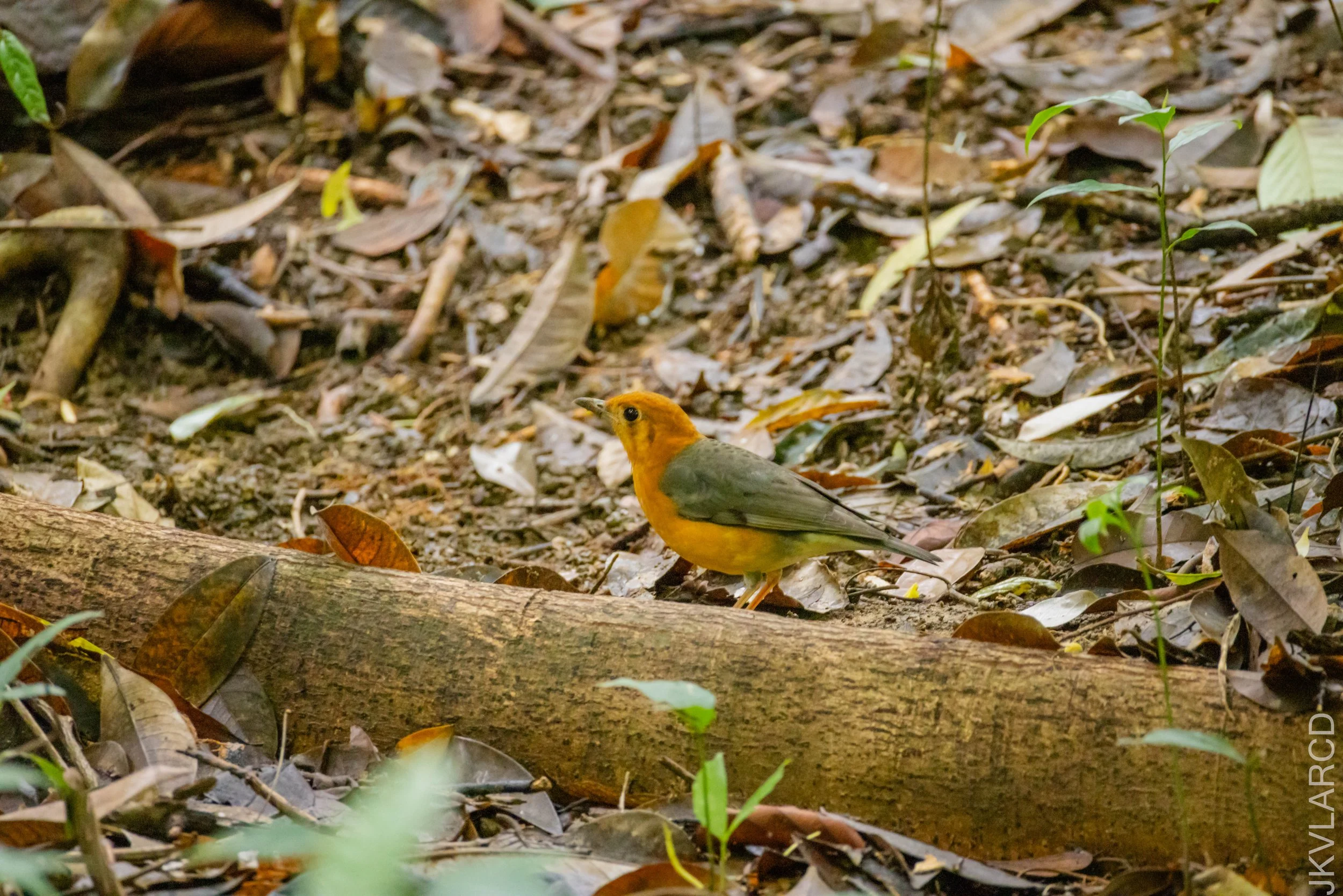 EOS R5_2026_02_21_0420.jpg