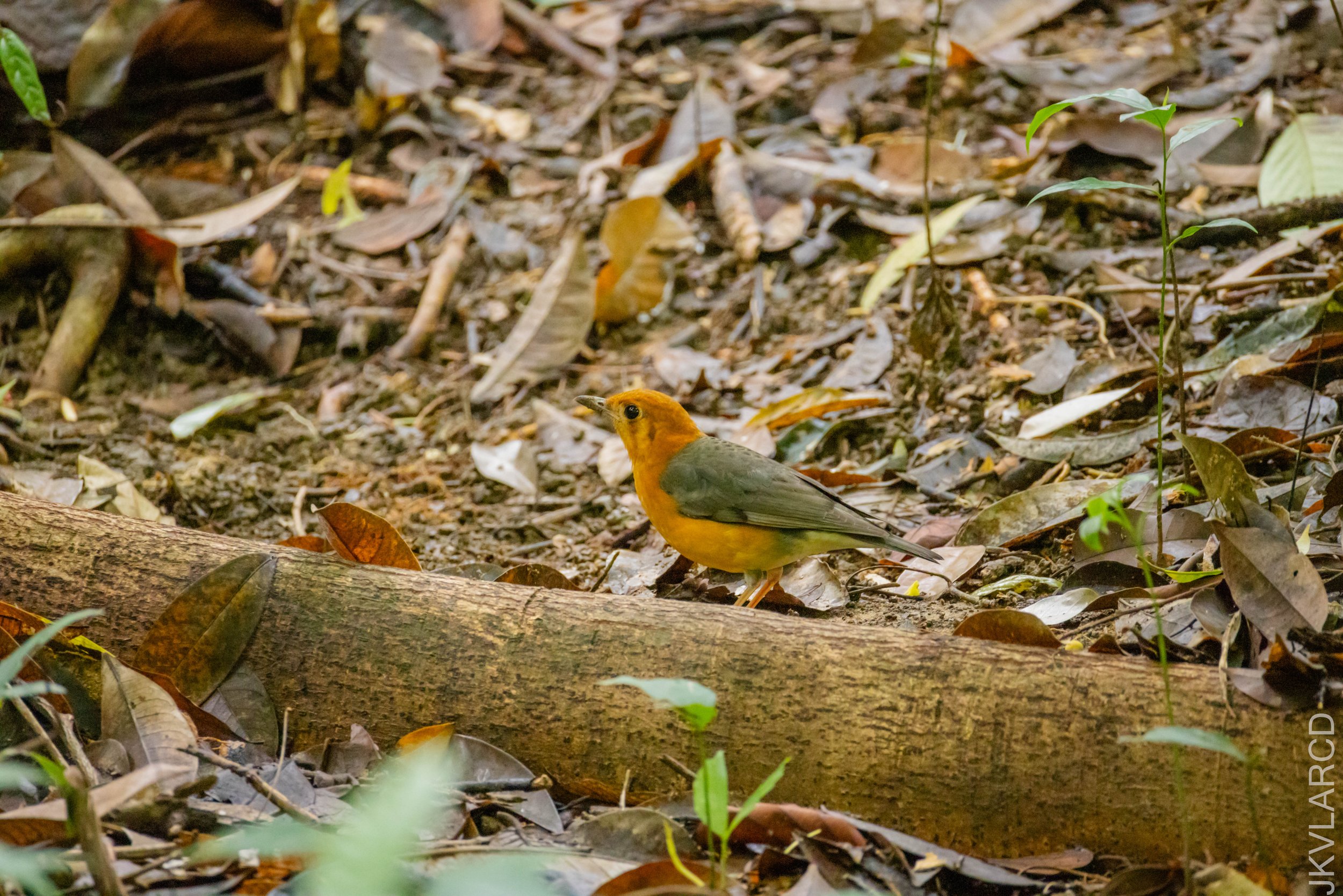 EOS R5_2026_02_21_0421.jpg