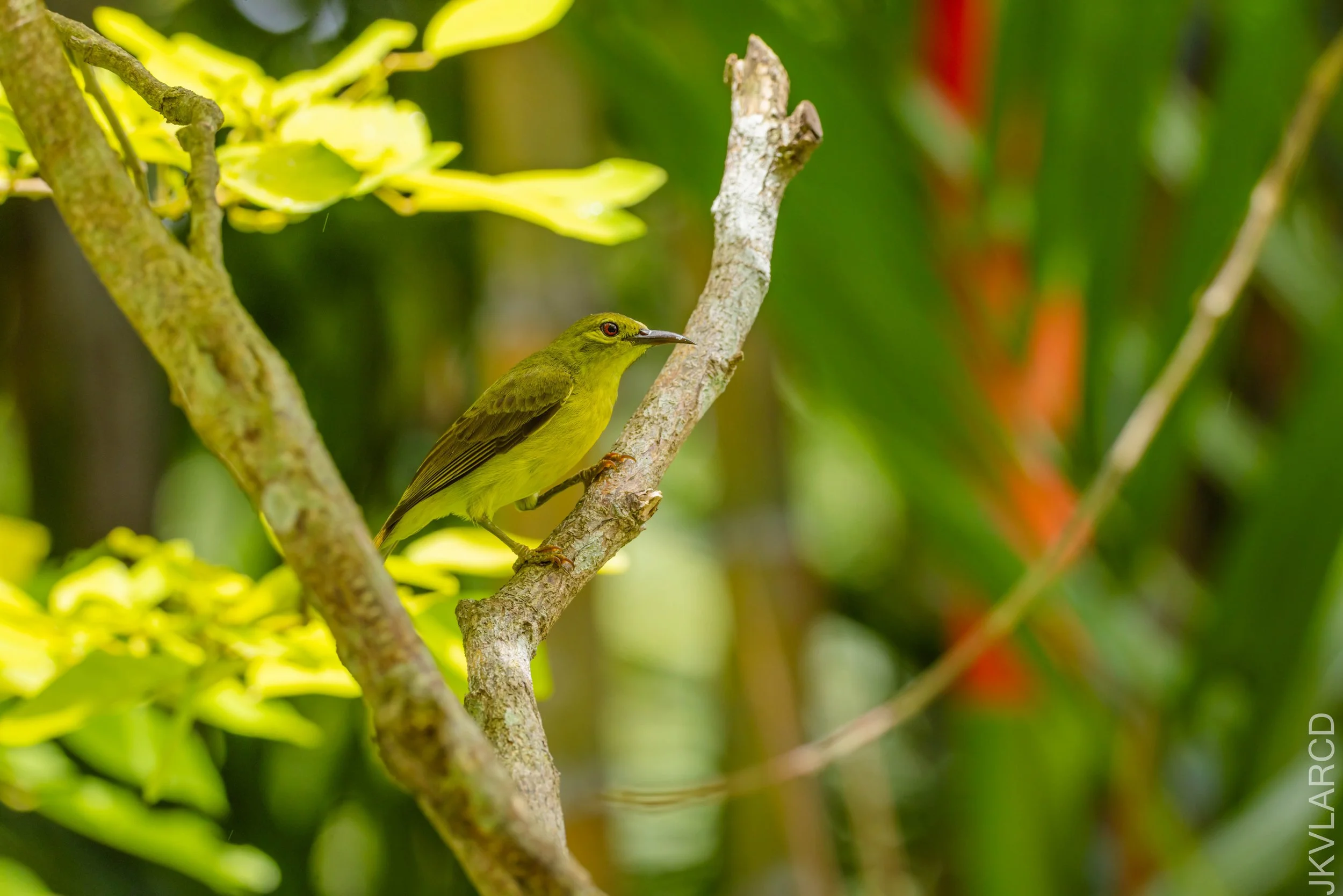 EOS R5_2026_02_21_0493.jpg