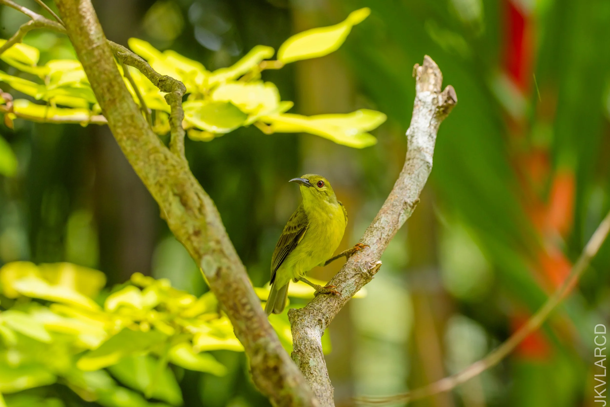 EOS R5_2026_02_21_0500.jpg