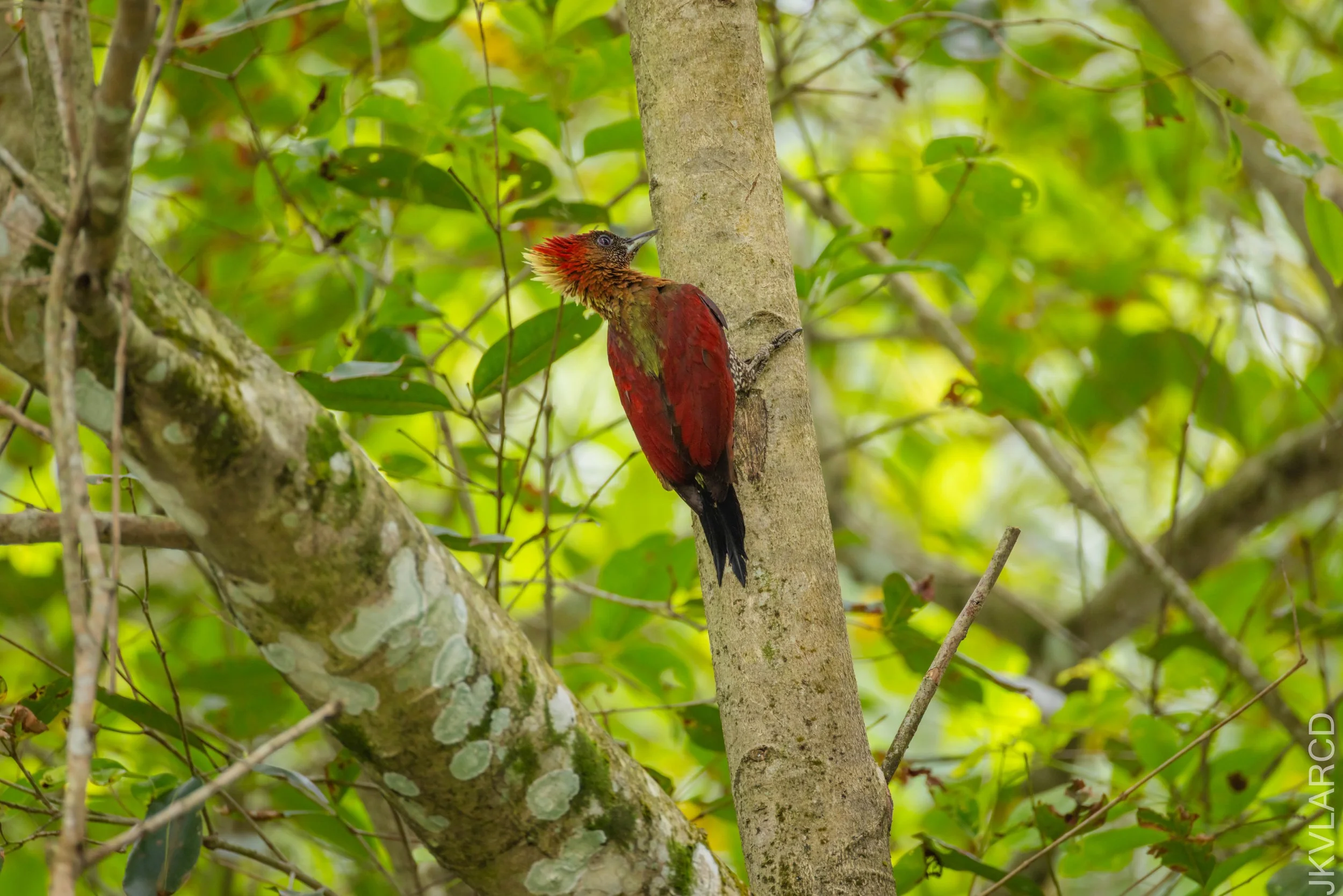 EOS R5_2026_02_21_0509.jpg