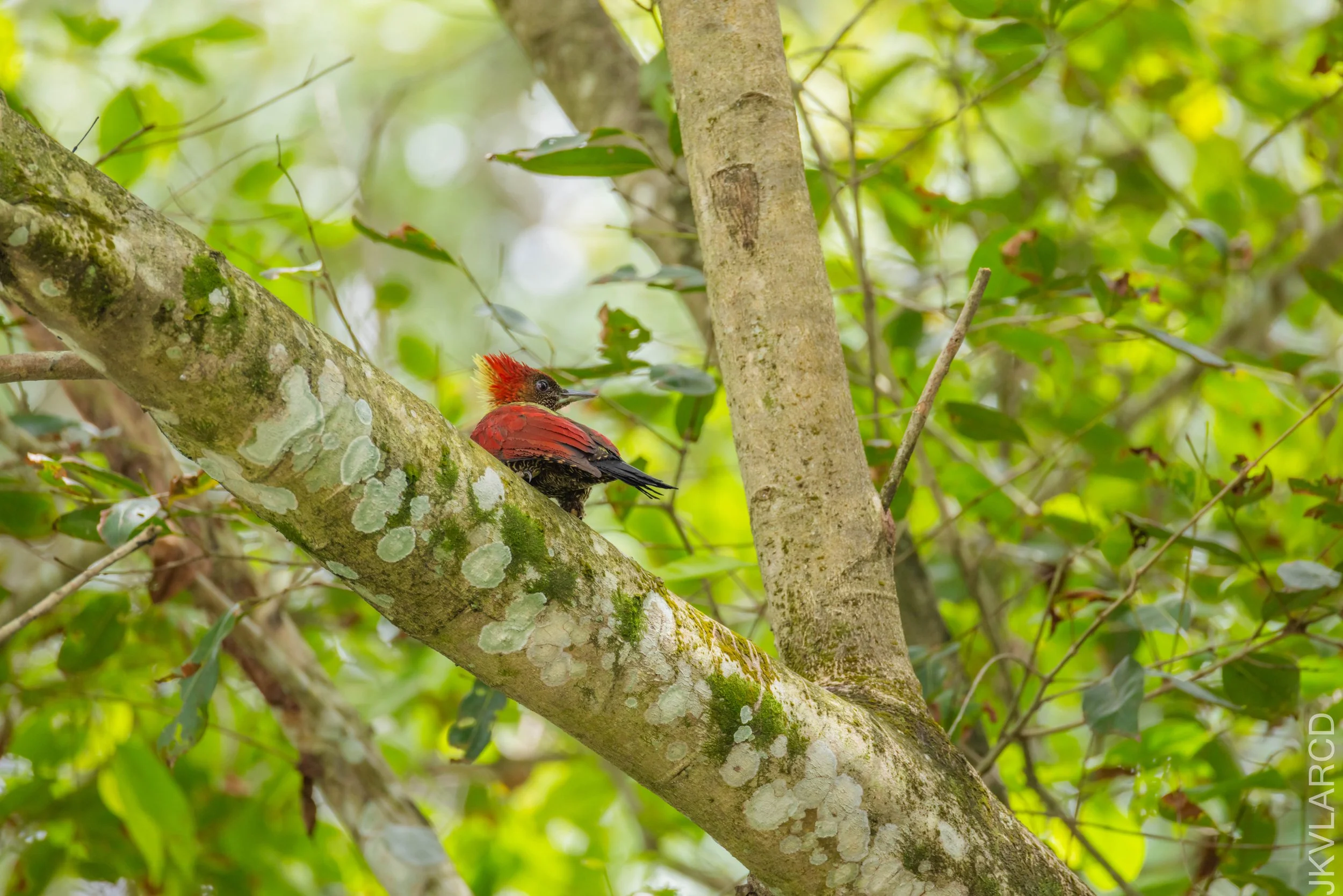 EOS R5_2026_02_21_0545.jpg