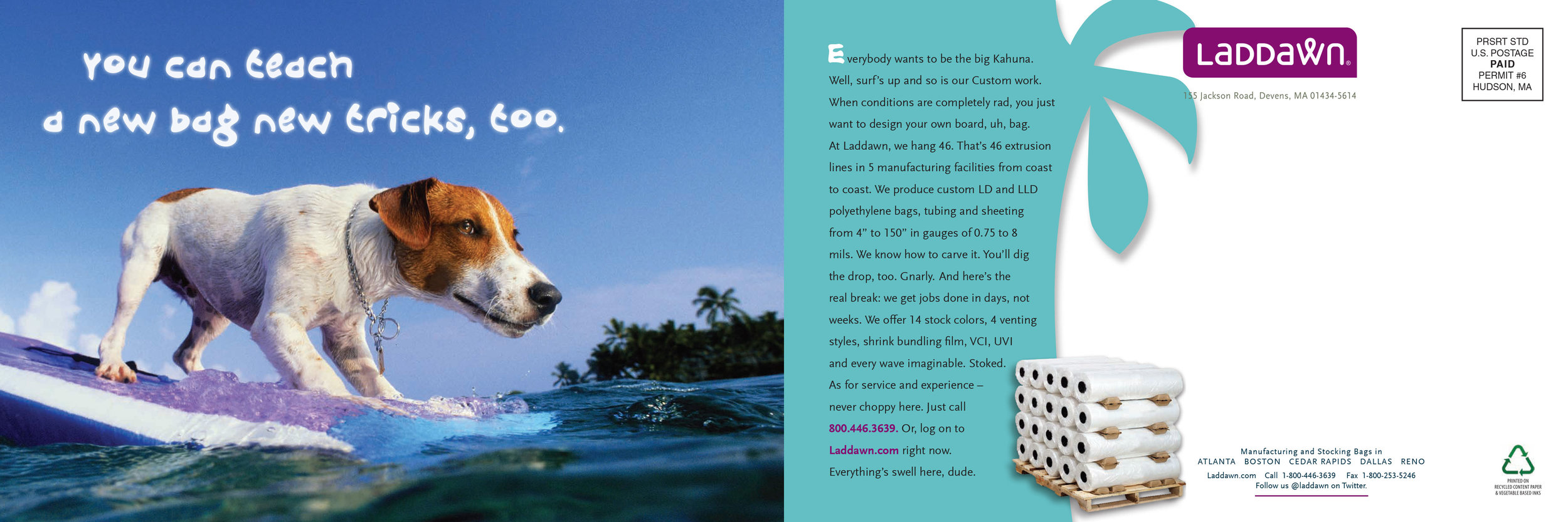 DM_Website_surf-dog.jpg