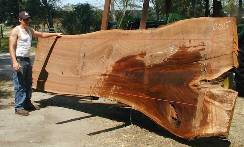 Black walnut