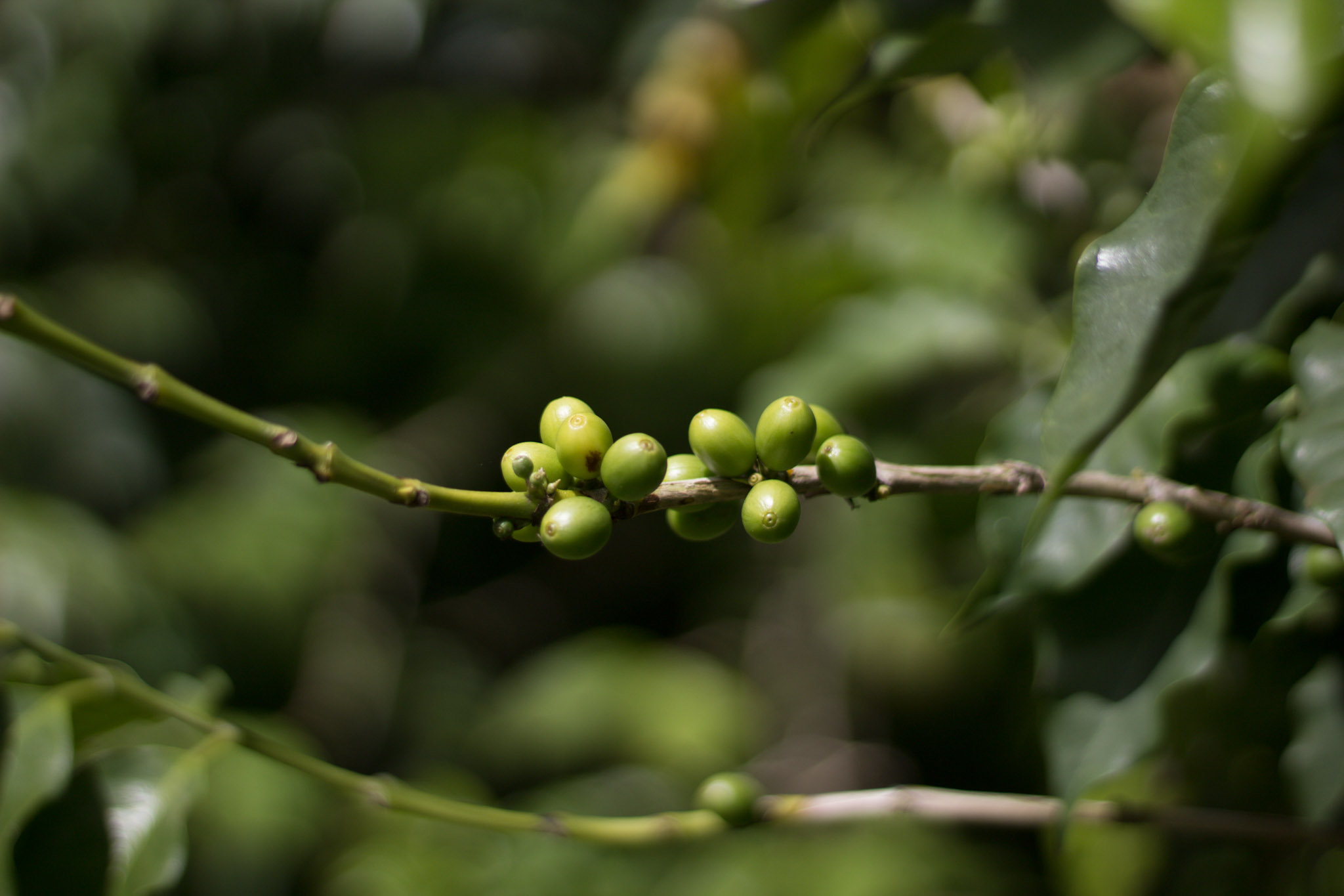 A close up of the coffee beans growing at Green World Coffee Farm.