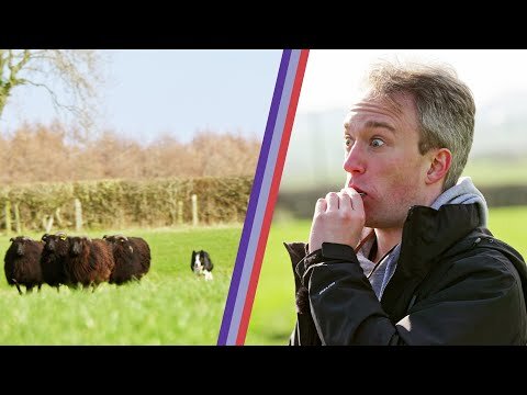 I tried herding sheep, and the sheep won. Feat. The Sheep Game