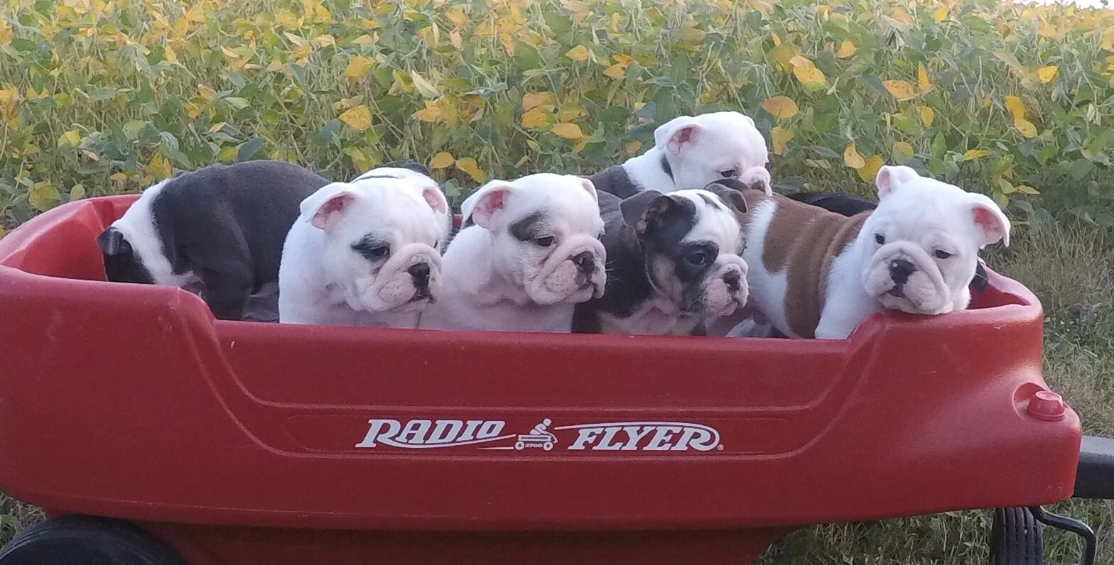  GORGEOUS AKC PAST PUPS! 