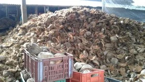 Coconut shells