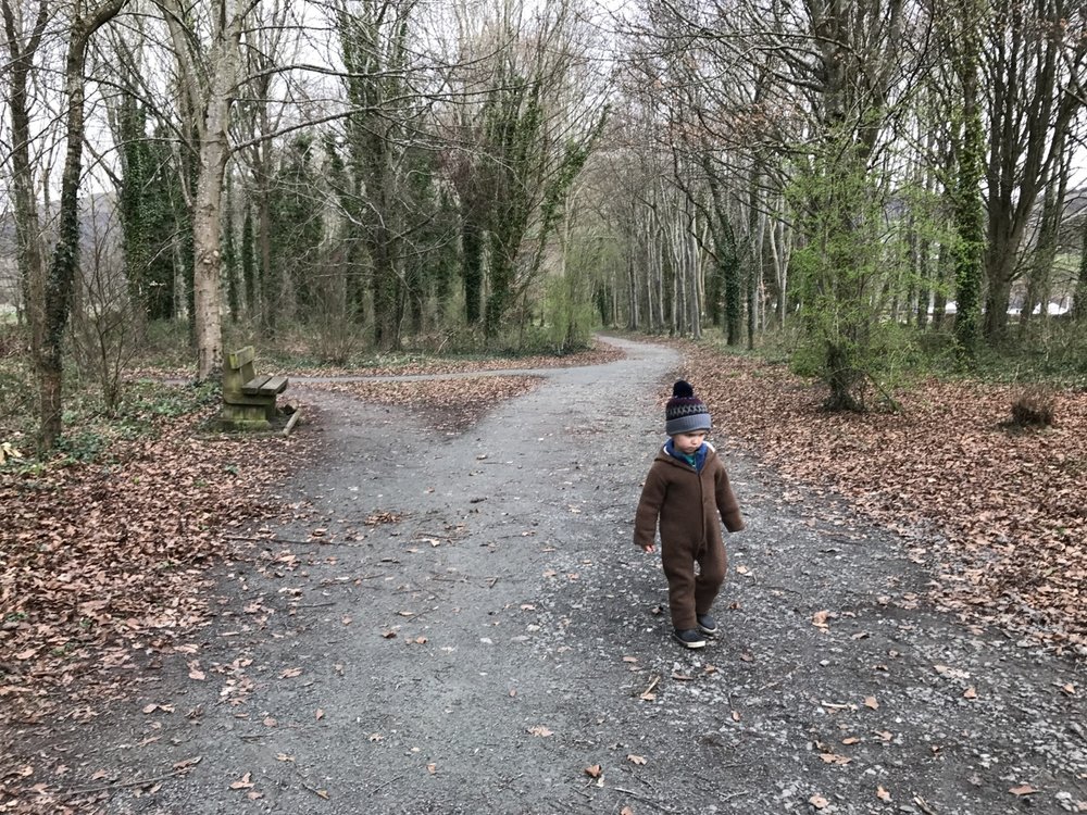 Llangattock Beechwood Woodland8.jpg