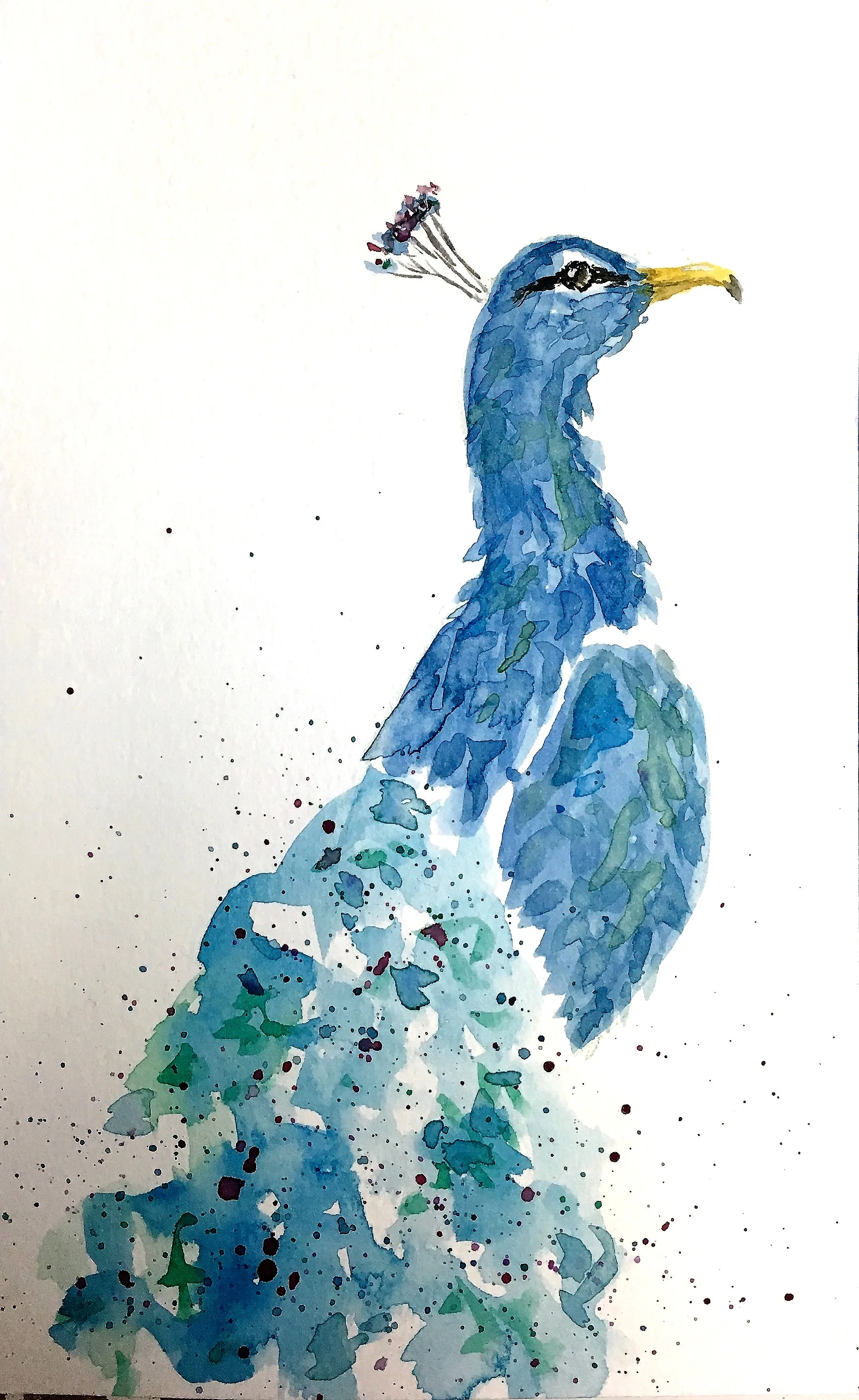 Peacock Watercolor workshop $22