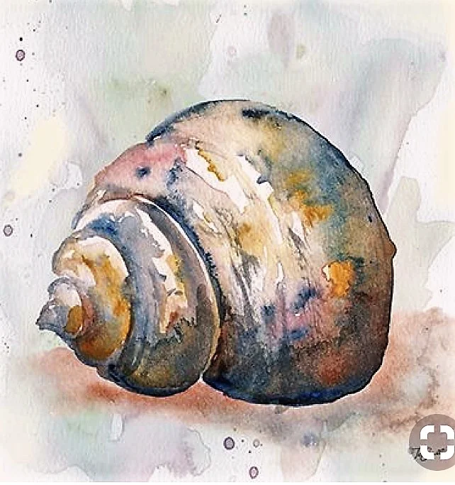Shell watercolor class  $22