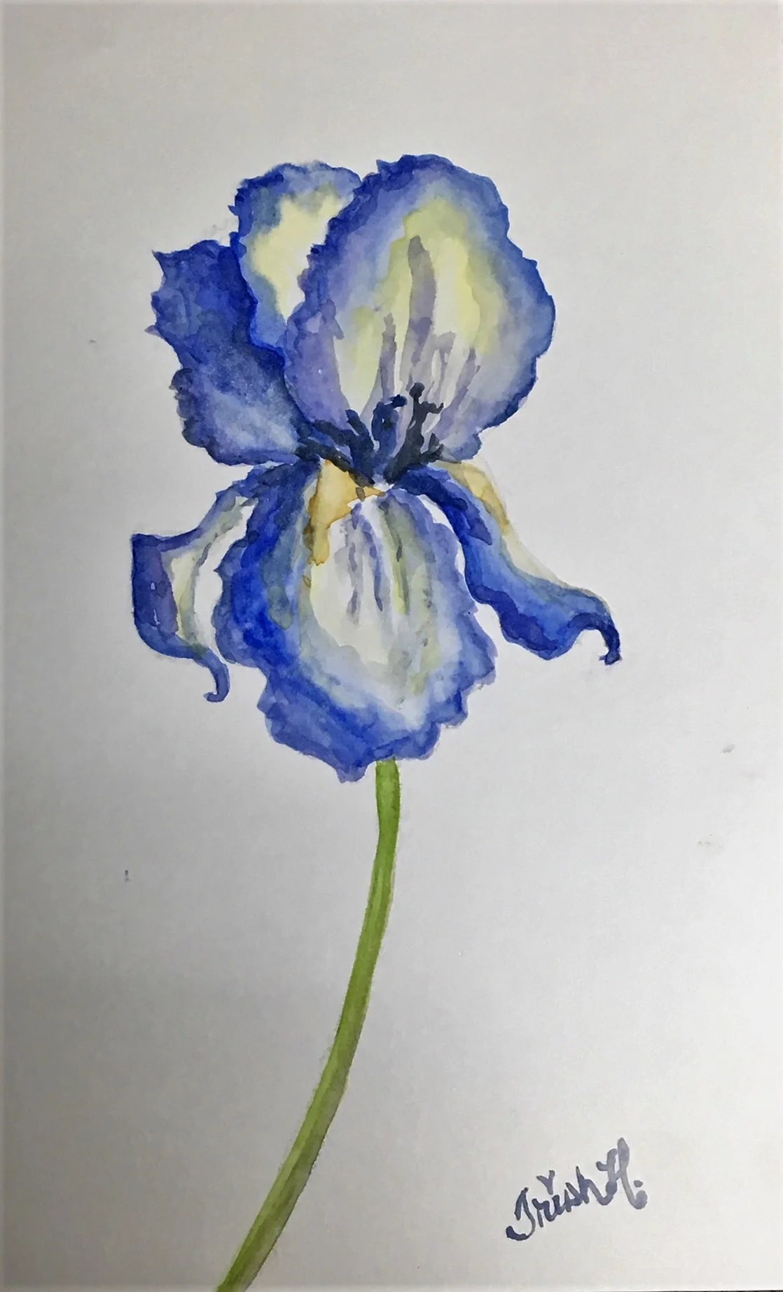 Blue Iris  watercolor class  $22