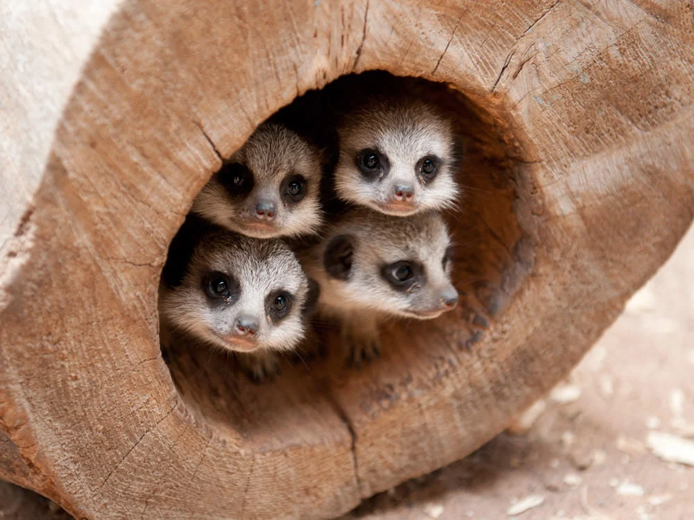 New baby meerkats at St Andrews Aquarium, Scotland.