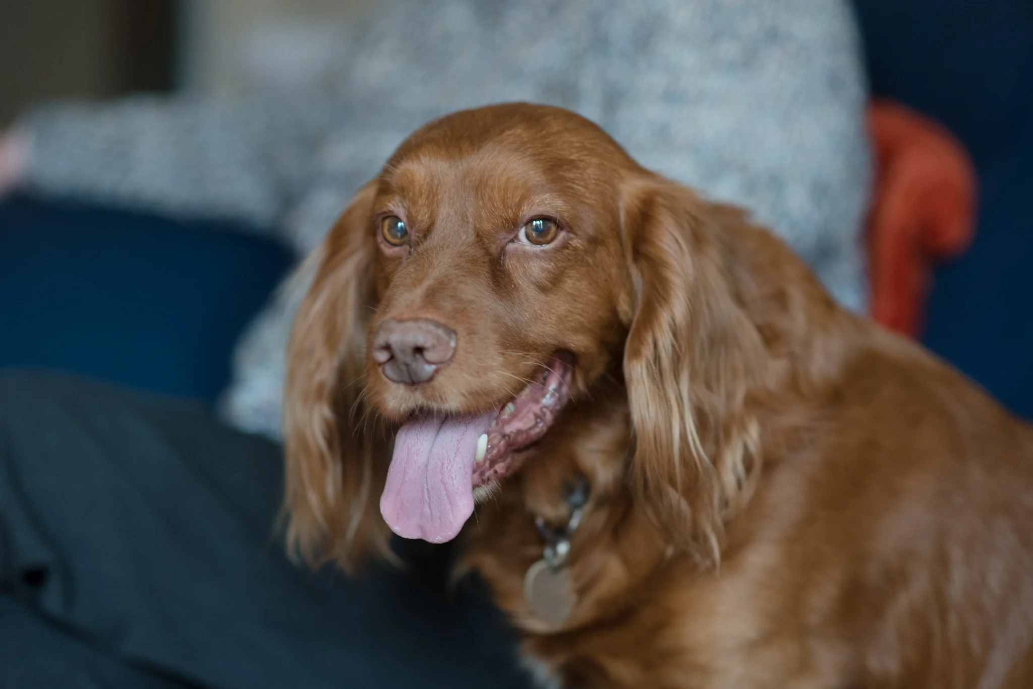 buddy-the-bestest-boy-perth-golden-field-cocker-spaniel-glasgow.jpg