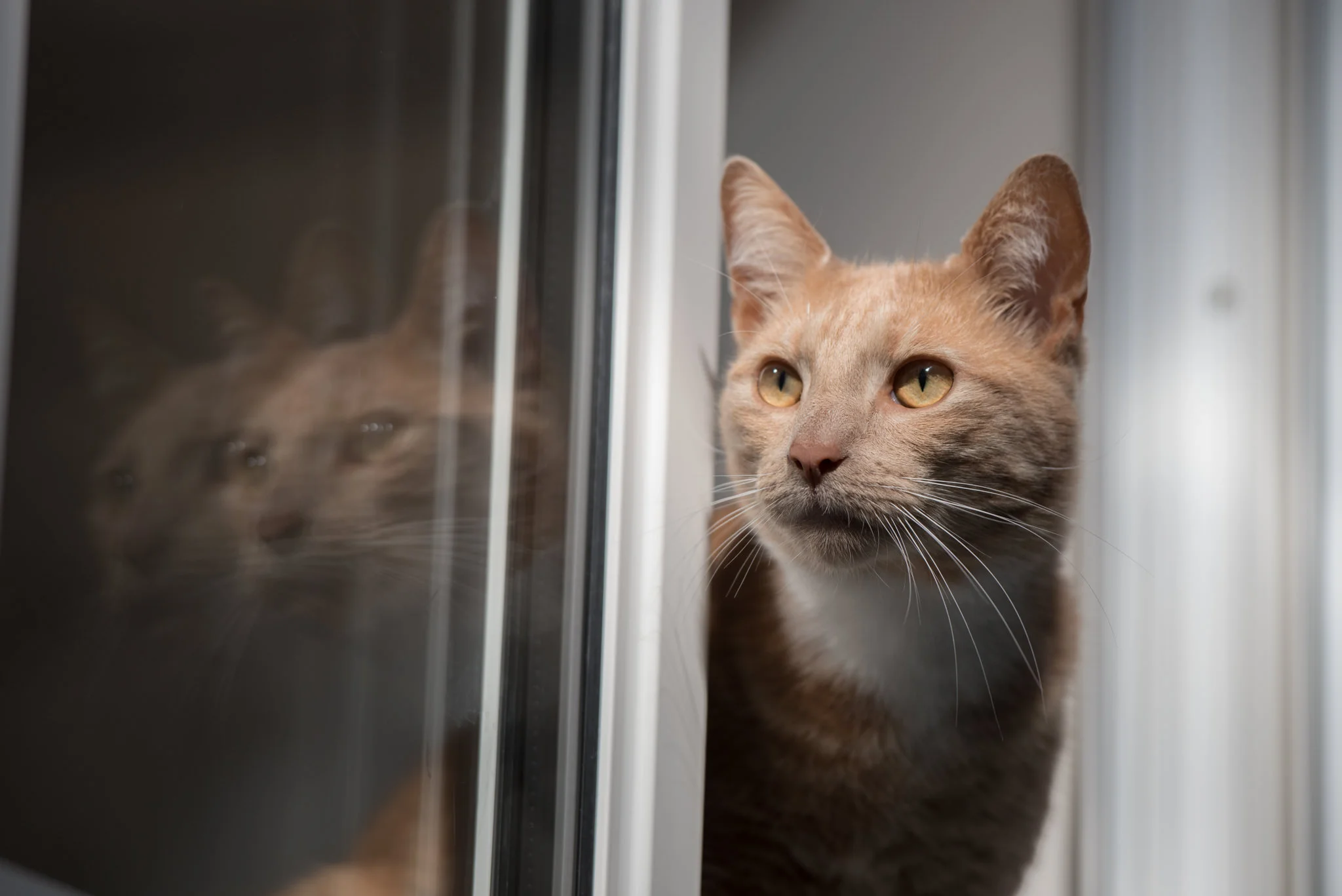 Cats Protection - © Julie Broadfoot - Photography by Juliebee - www.juliebee.co.uk