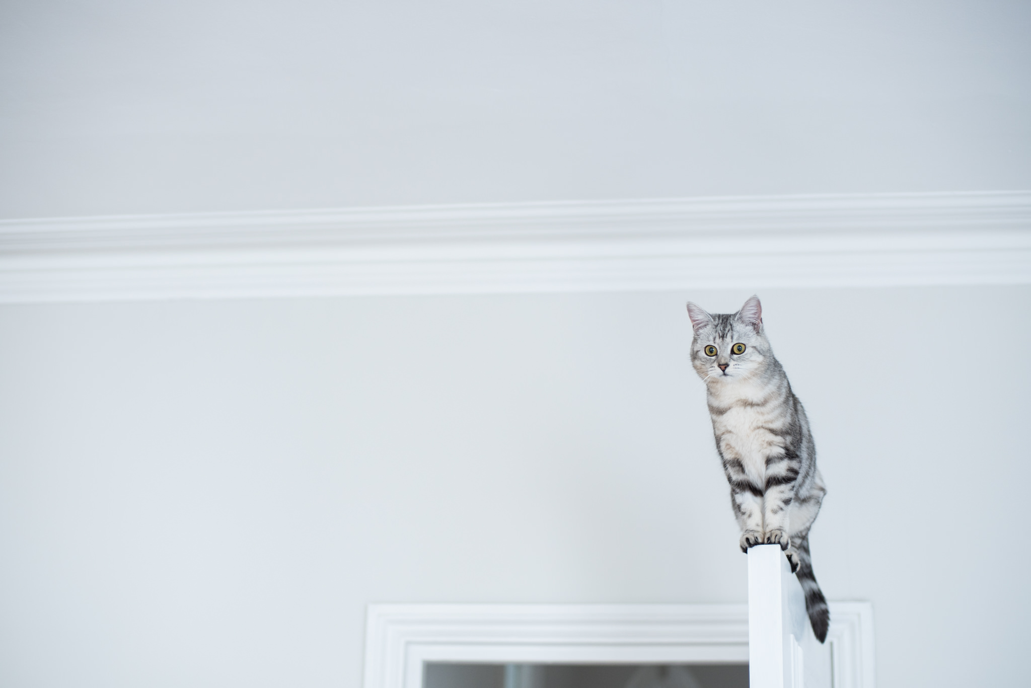 cecily-amazing-balancing-cat-door-london-grey-white-black.jpg