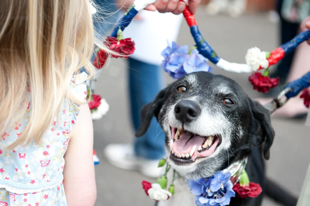 Kippen Street Fayre - Dog Show - June 2012