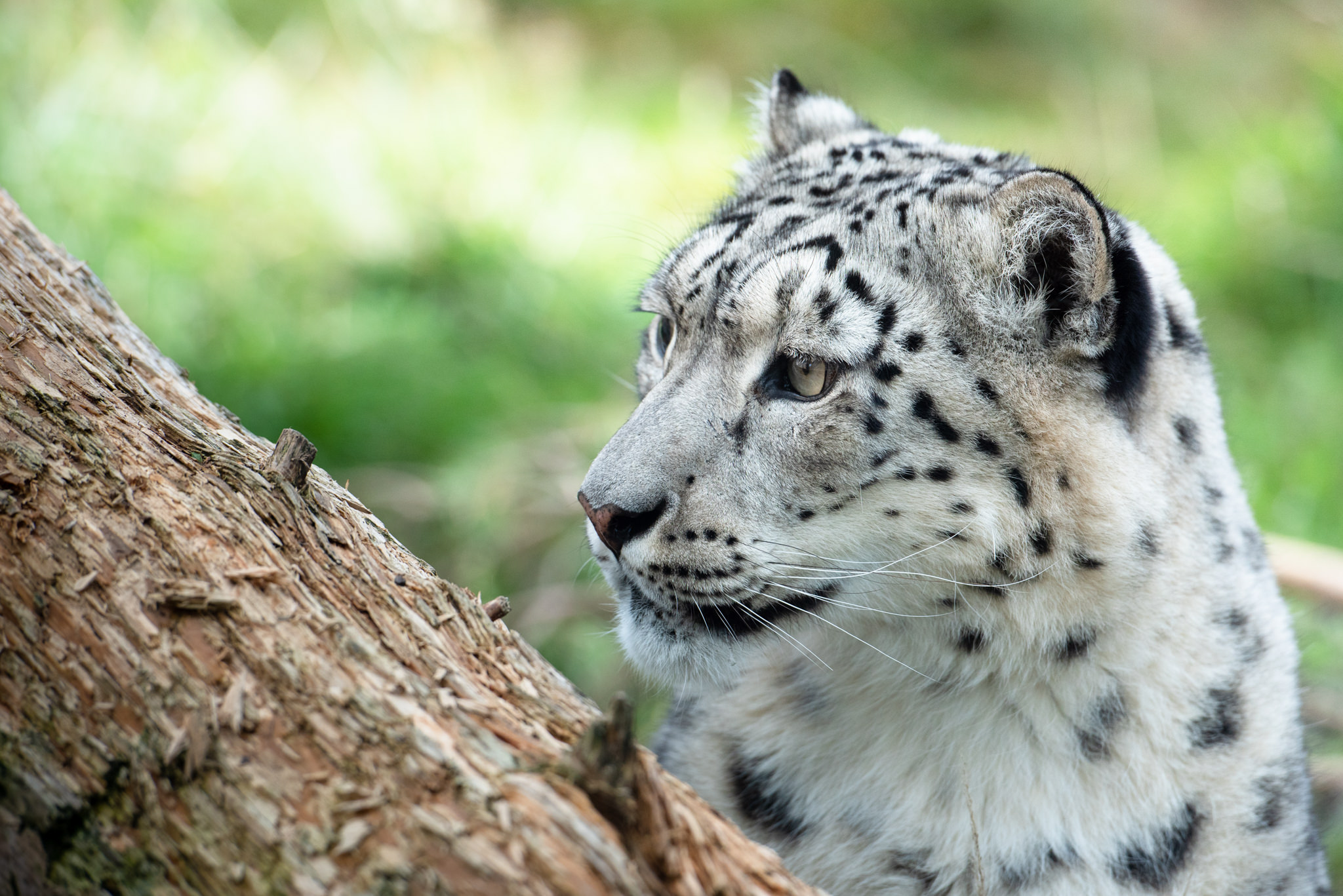 highland-wildlife-park-snow-leopard.jpg