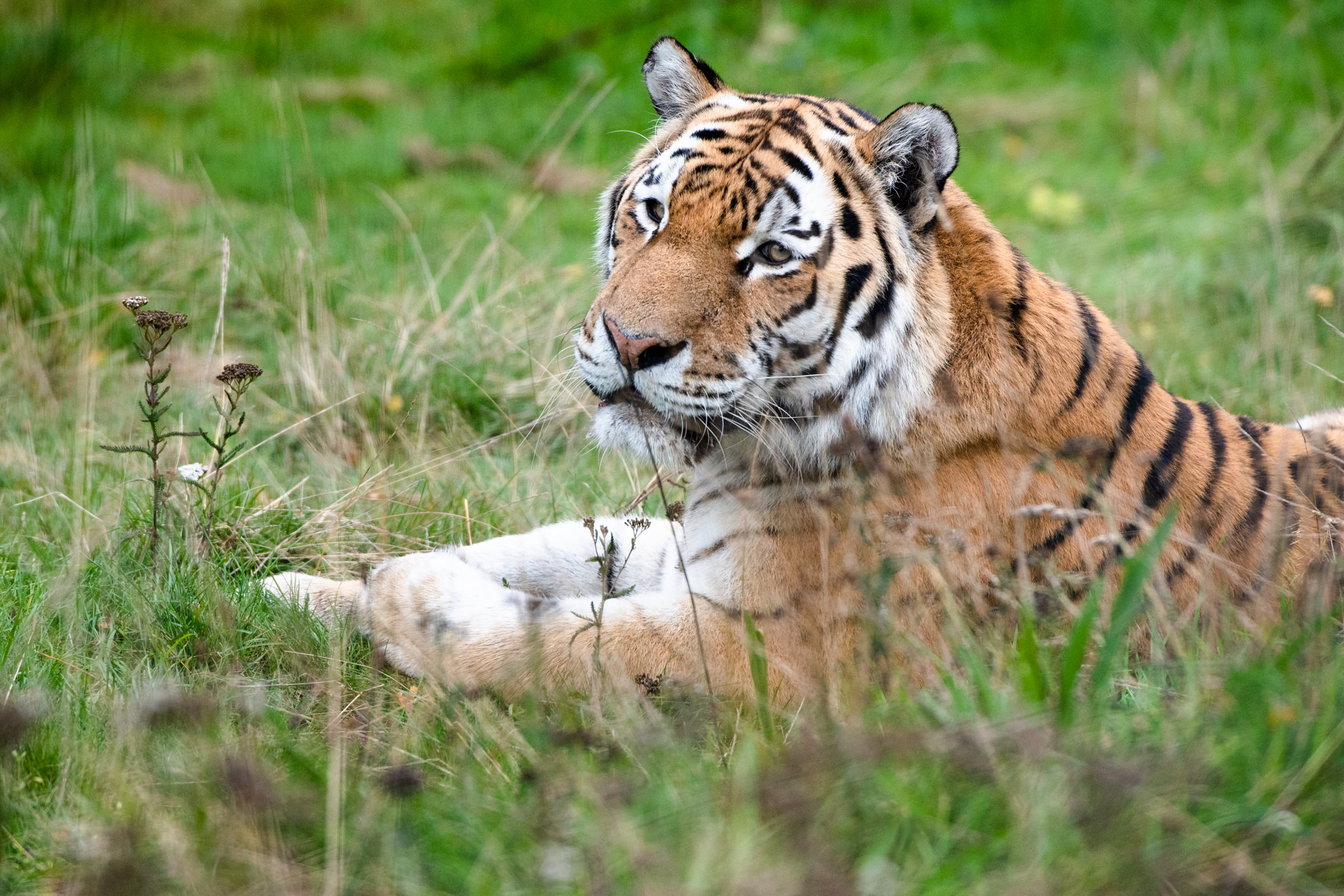 highland-wildlife-park-sitting-tiger-marty-3174-small.jpg