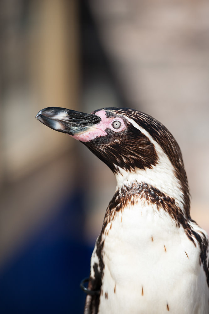  The arrival of the penguins at St Andrews Aquarium - 24 May 2013 - 