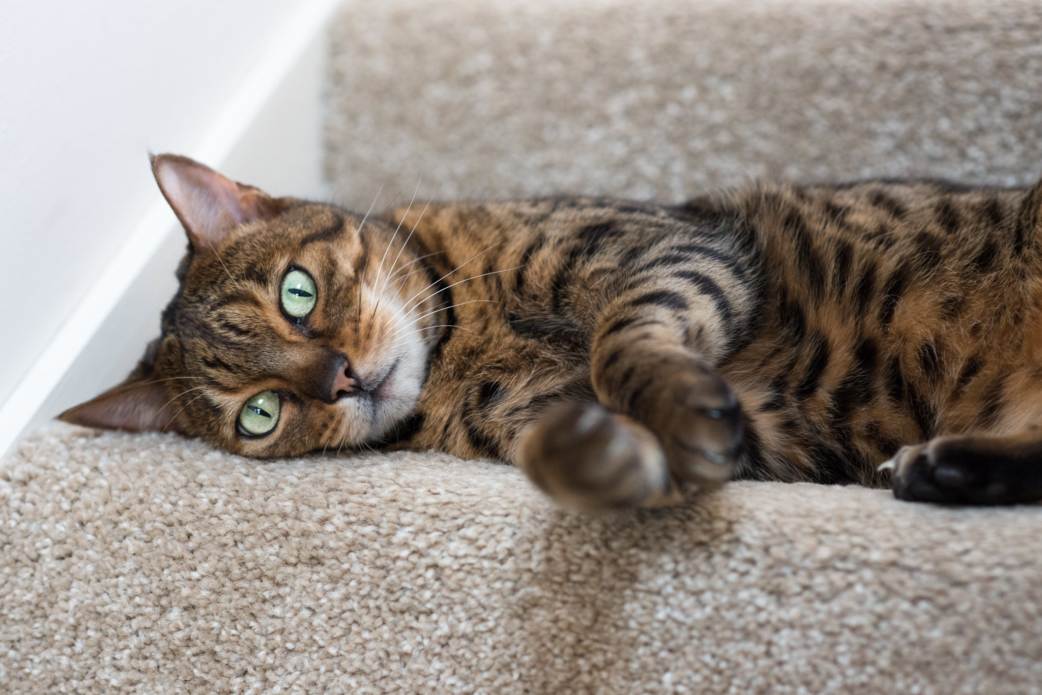 maggie-bengal-cat-stunning-glasgow-lying-on-stairs.jpg