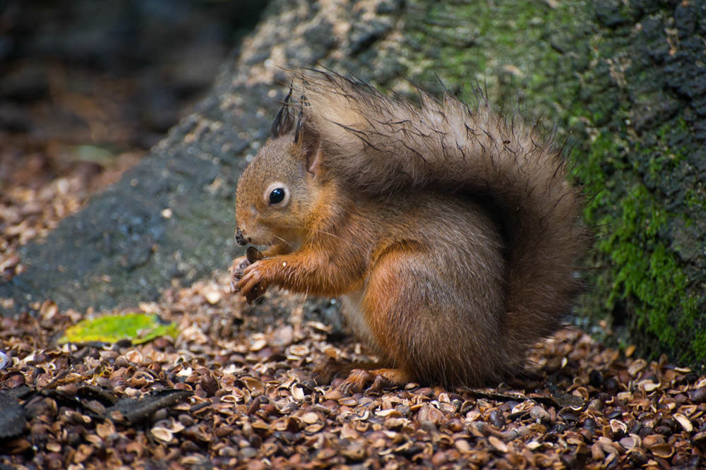 red-squirrel-scotland.jpg