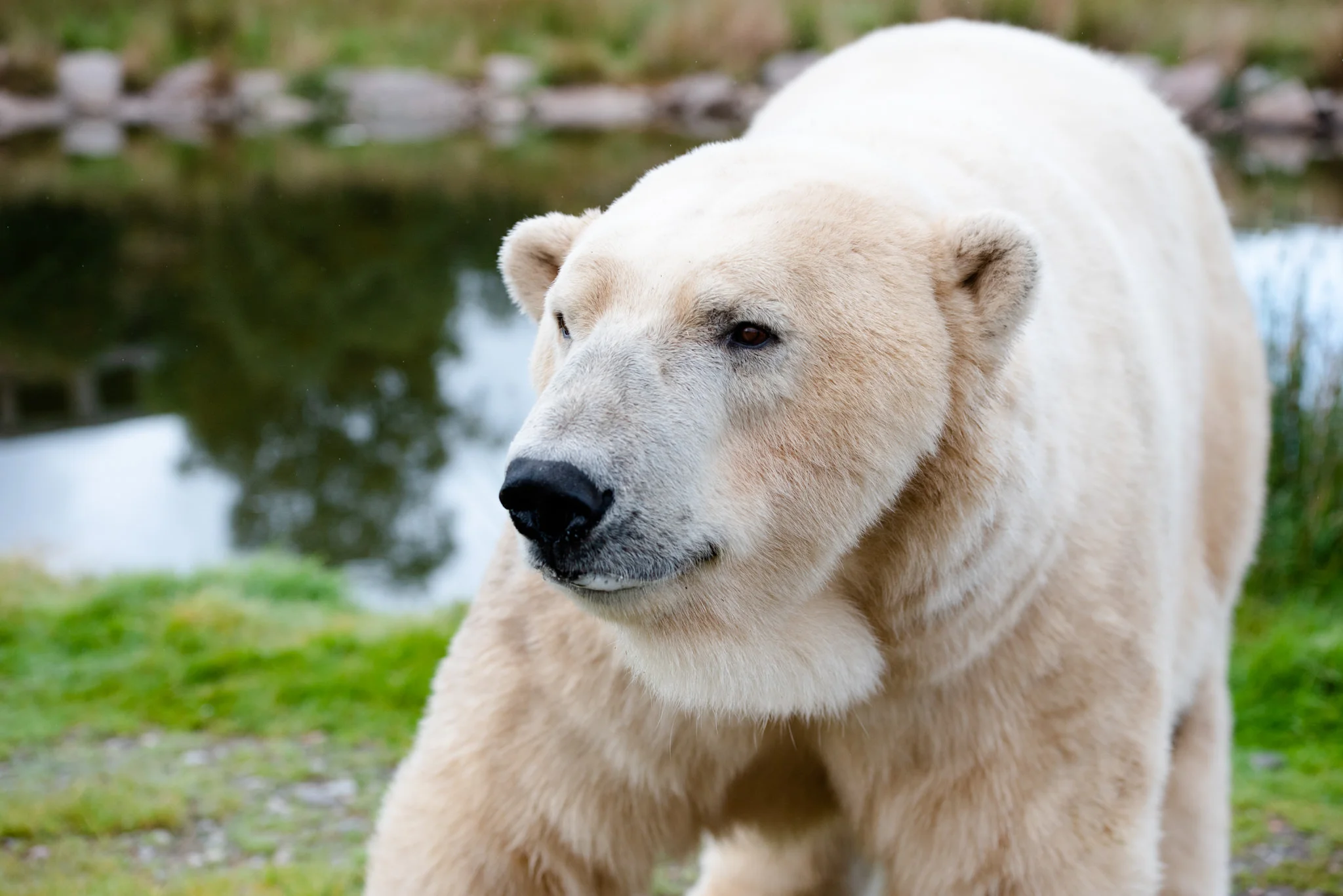 polarbear01-small.jpg