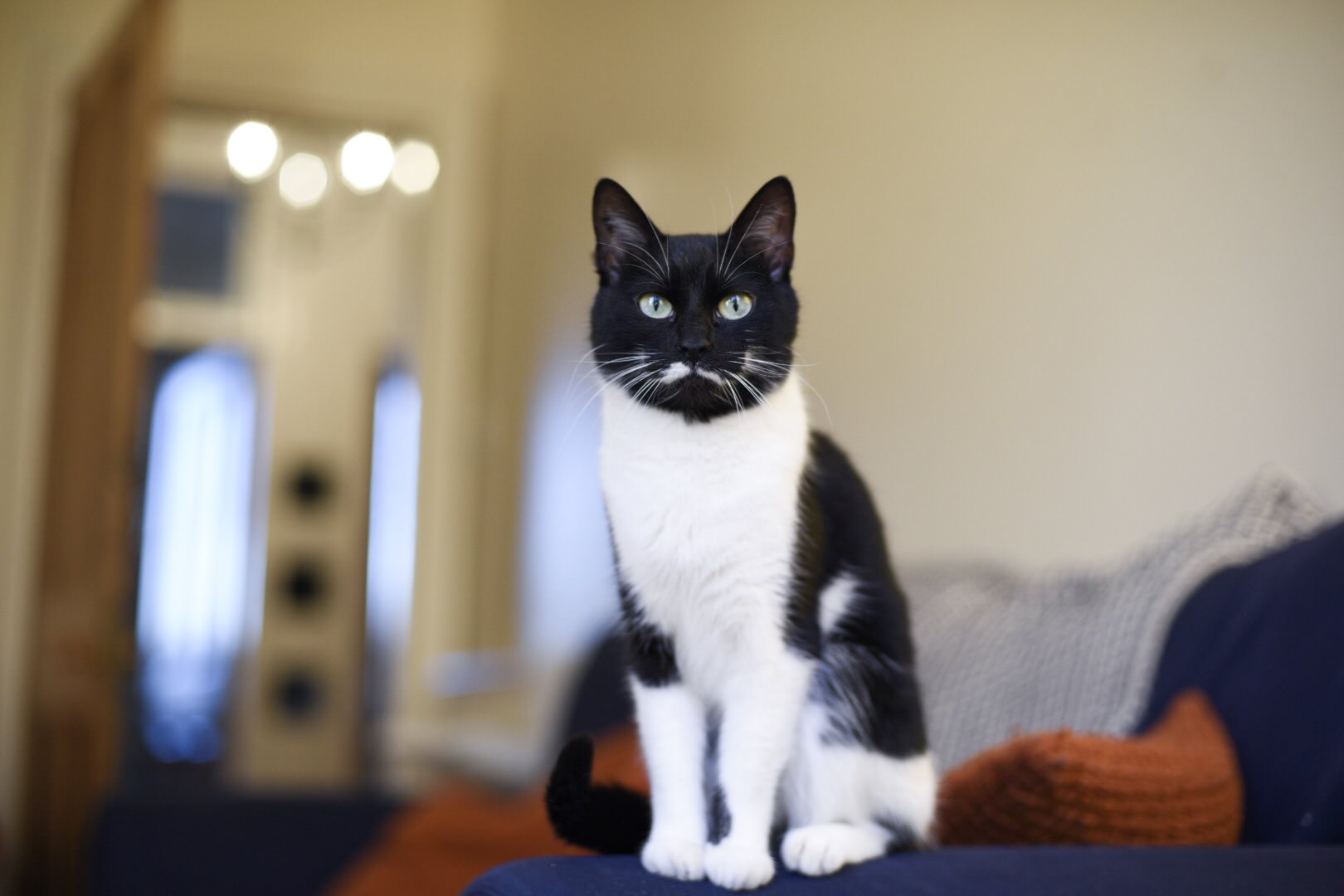 roxy-black-white-tuxedo-cat-glasgow-rescue-weeroxycat.jpg