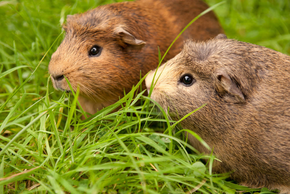  Rolf and Fozzie, my 5 month old guinea pigs. 