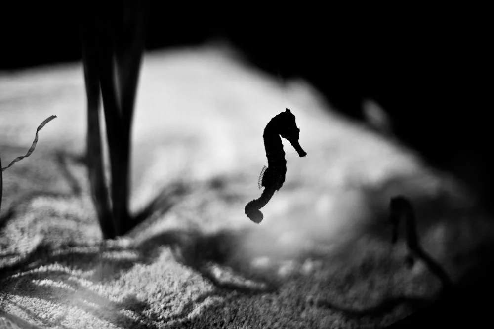 Seahorses at St Andrews Aquarium, Scotland, 14th March 2012.