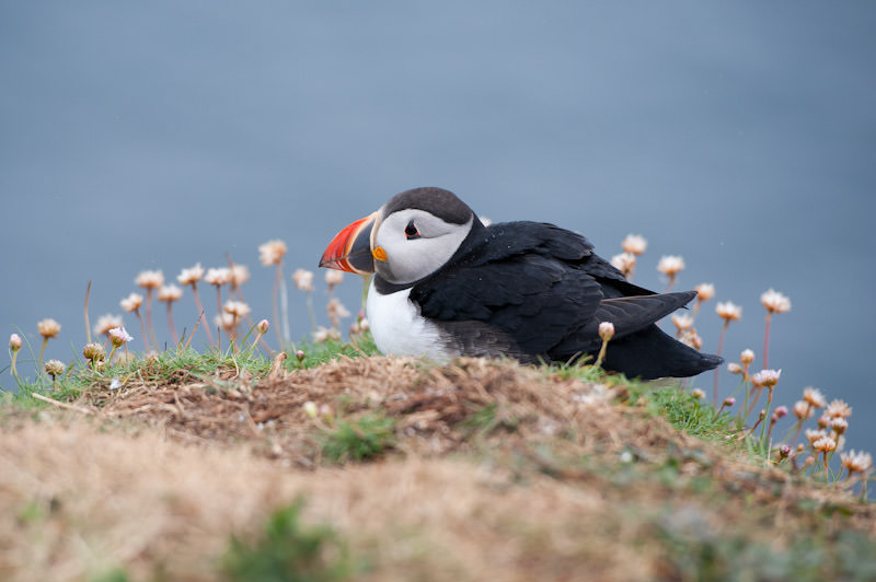 sitting-puffin-treshnish-islands-scotland.jpg