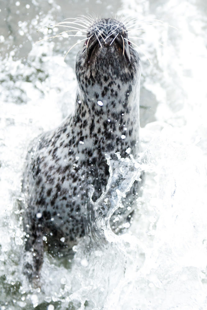 st-andrews-aquarium-seal.jpg