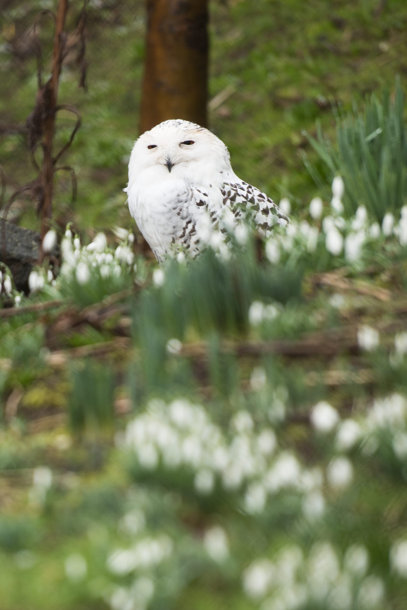 snowy-owl-edinburgh-zoo-3054-web.jpg