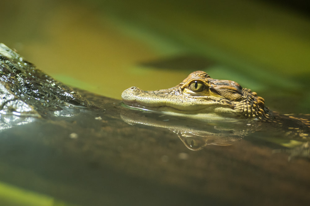  St Andrews Aquarium - Alligators 