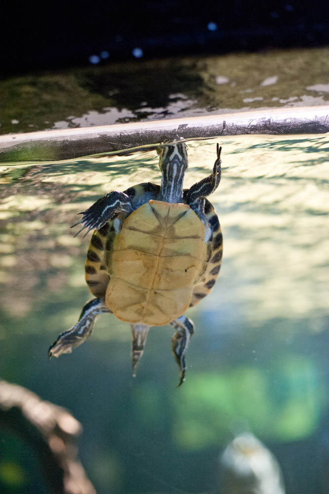  Promotional photograph for St Andrews Aquarium, Scotland, 14th March 2012 