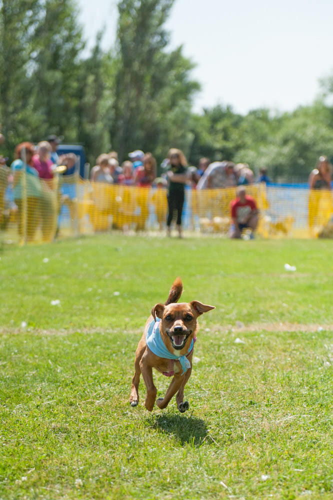  Dogs Trust Fun Day - Strathclyde Country Park - 21 July 2013 